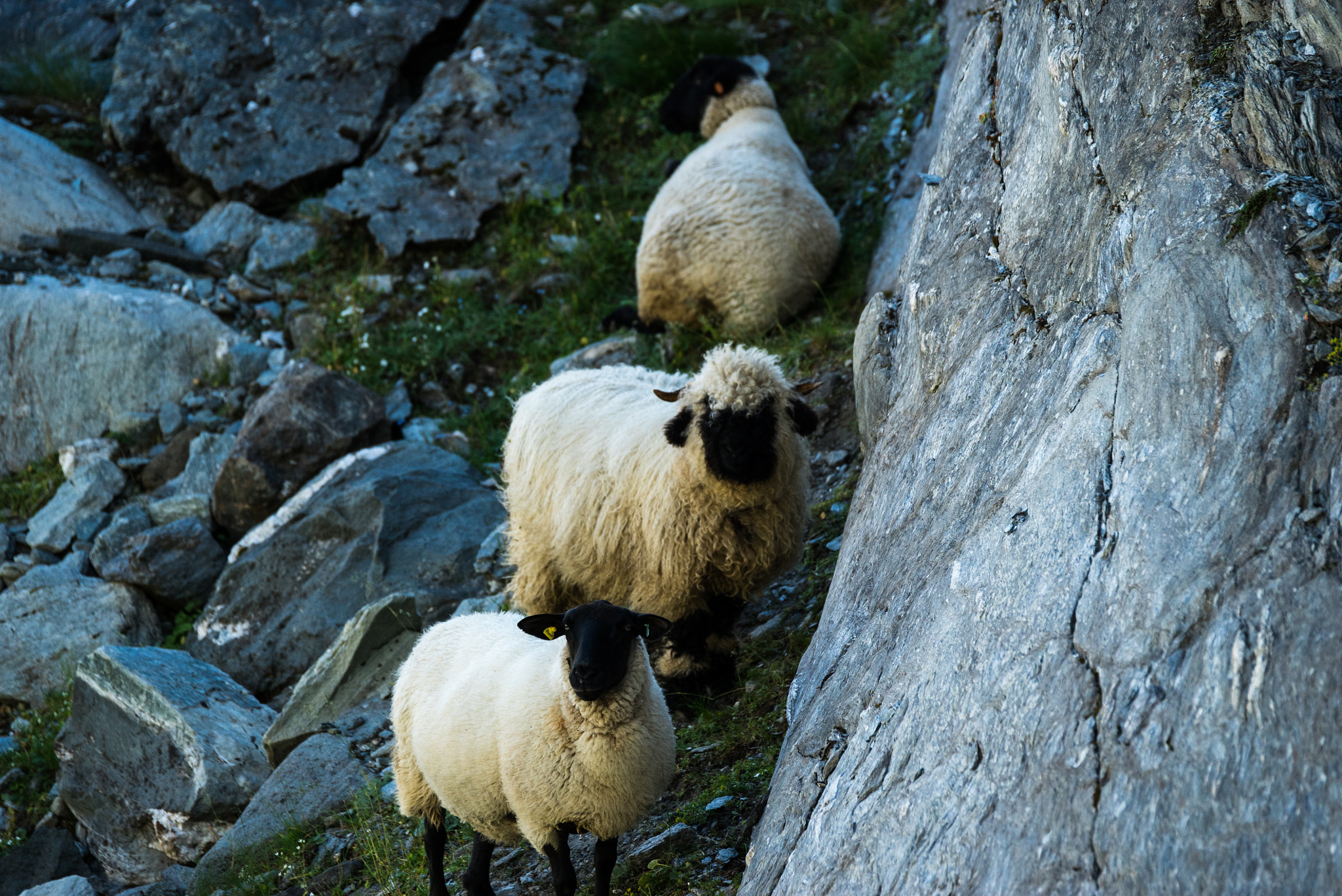 Sony a7S II + Sony 70-400mm F4-5.6 G SSM II sample photo. Souvenir from cabane panossière photography