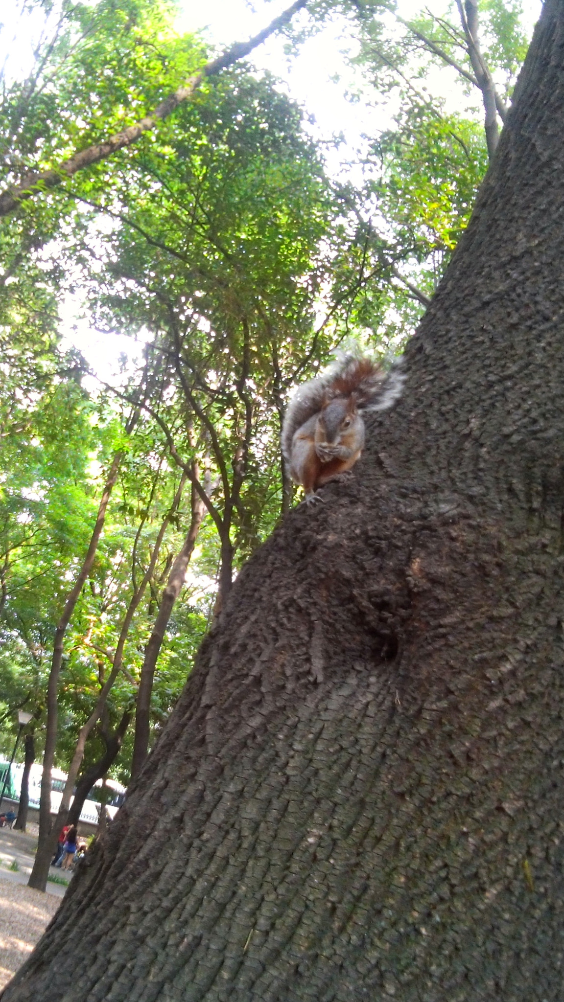 LG G Pro Lite sample photo