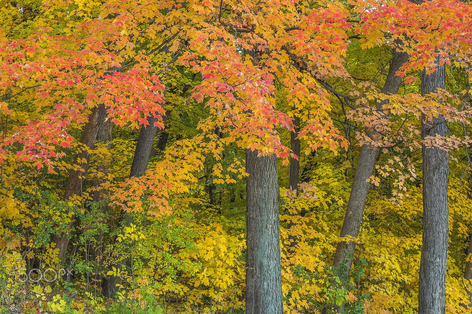 Panasonic Lumix DMC-GH4 + Olympus M.Zuiko Digital ED 12-40mm F2.8 Pro sample photo. Fall color splendor photography