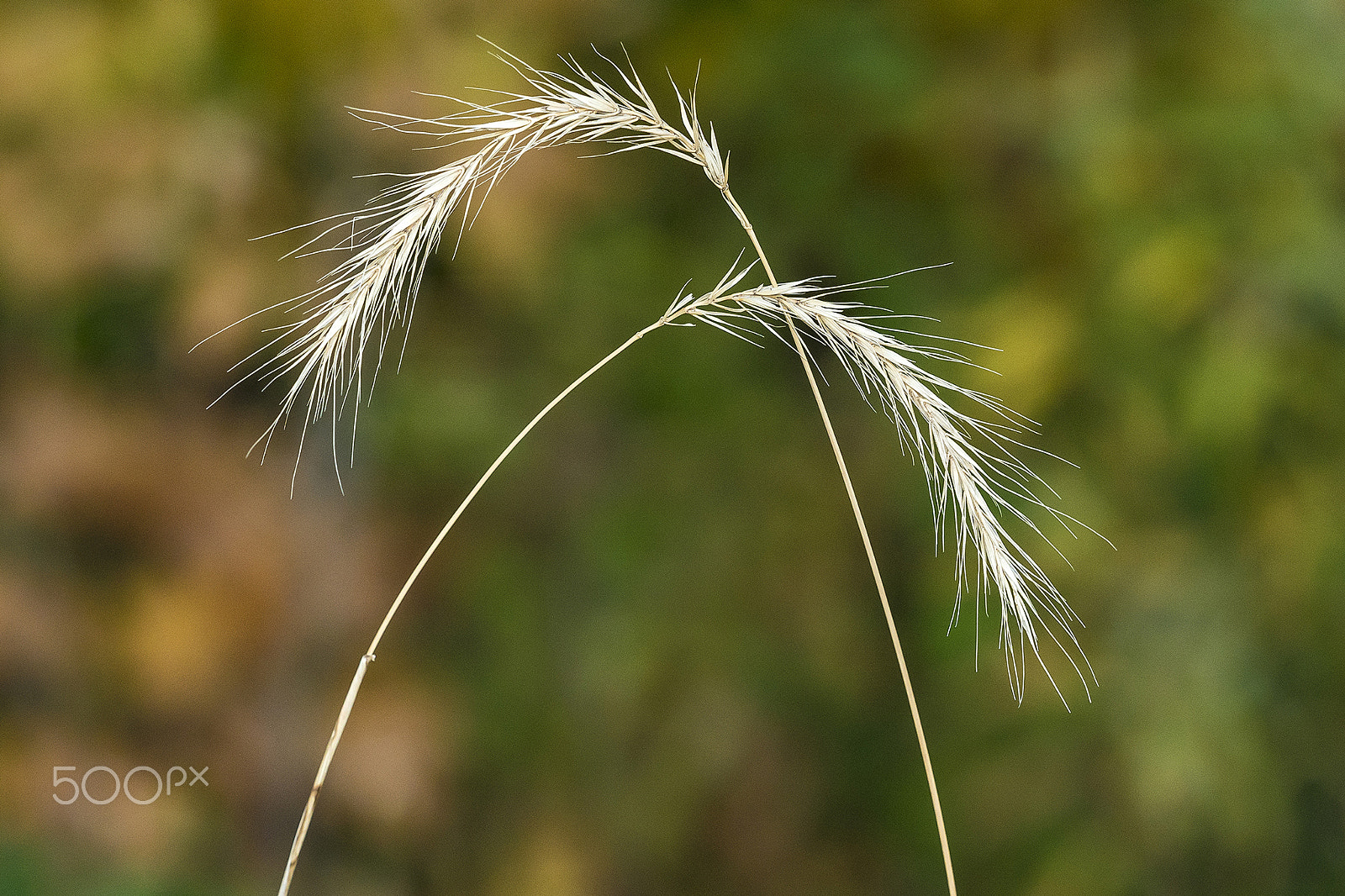 Panasonic Lumix DMC-GH4 sample photo. Bending harmony photography