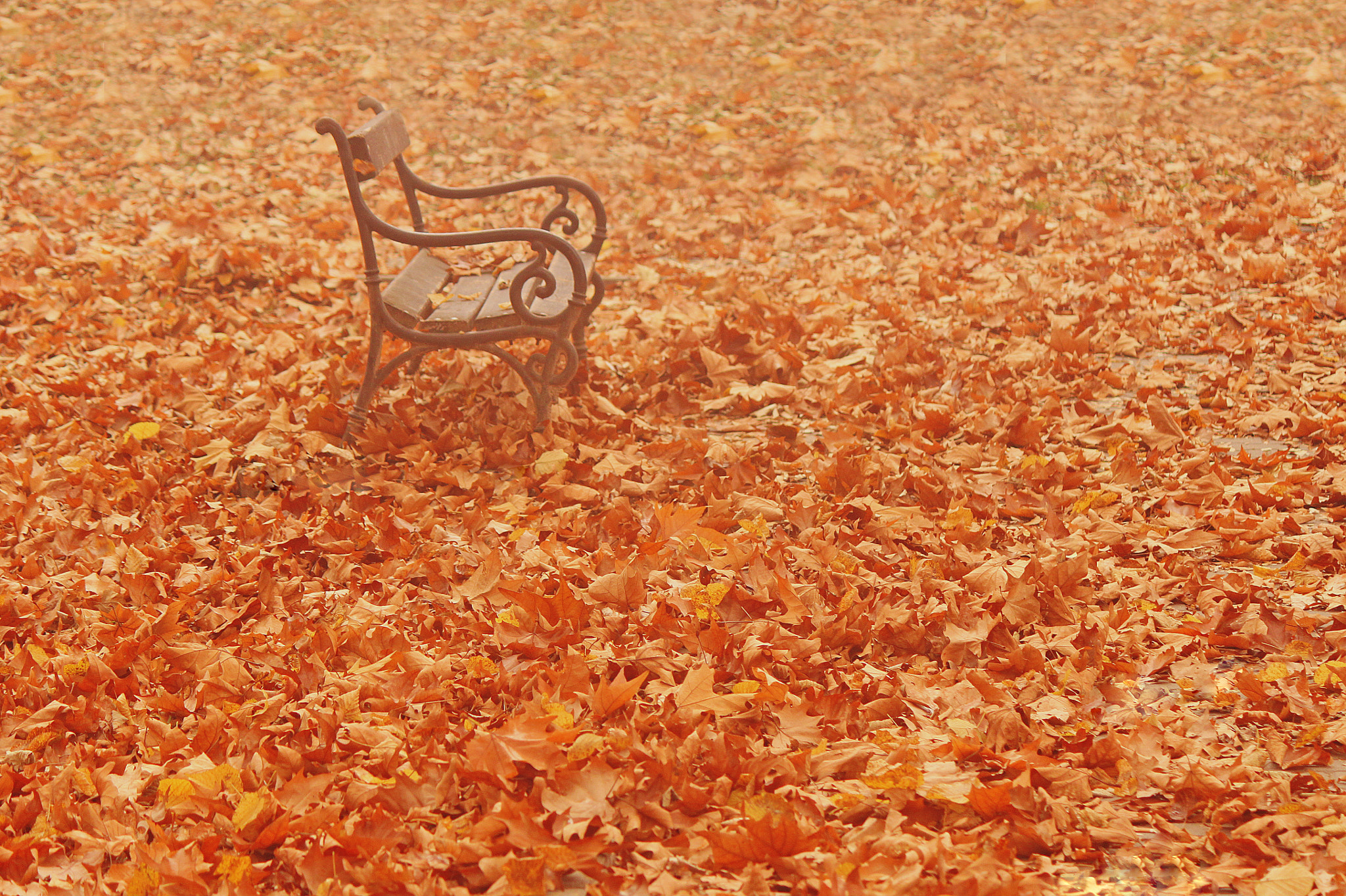 Canon EOS 500D (EOS Rebel T1i / EOS Kiss X3) sample photo. Welcome autumn photography