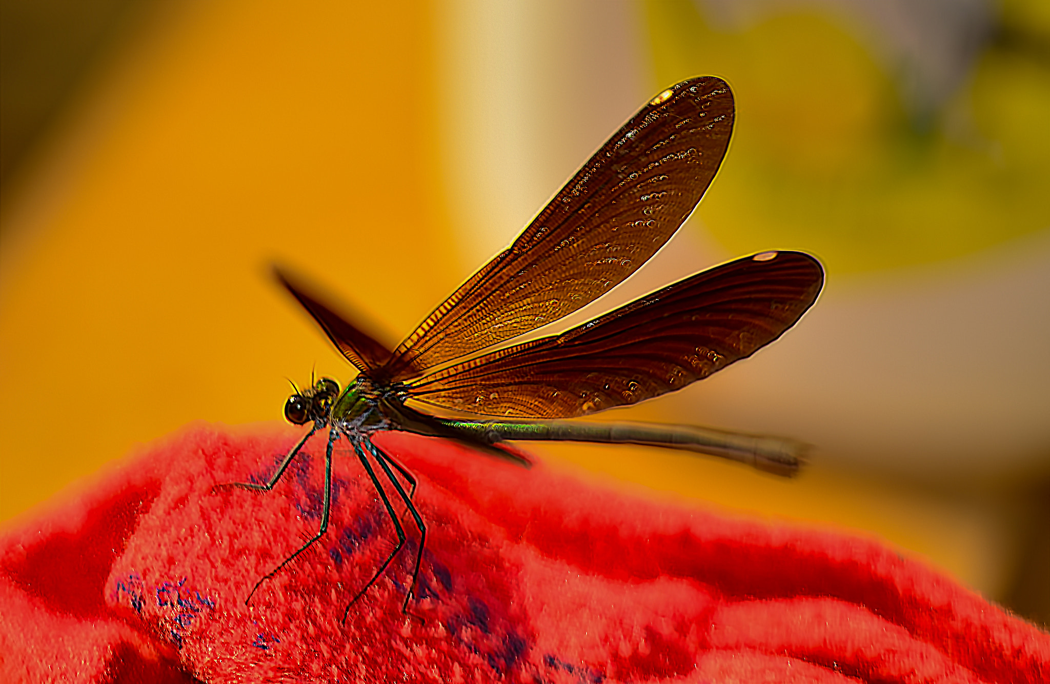 Sigma 150mm F2.8 EX DG Macro HSM sample photo