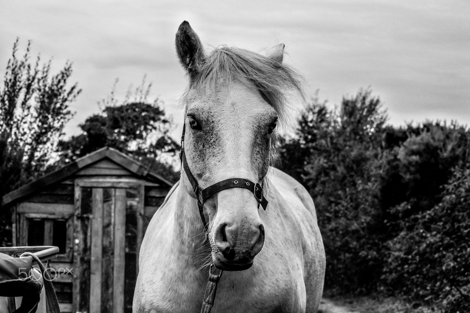 Nikon 1 Nikkor VR 30-110mm F3.8-5.6 sample photo. Danny portrait photography