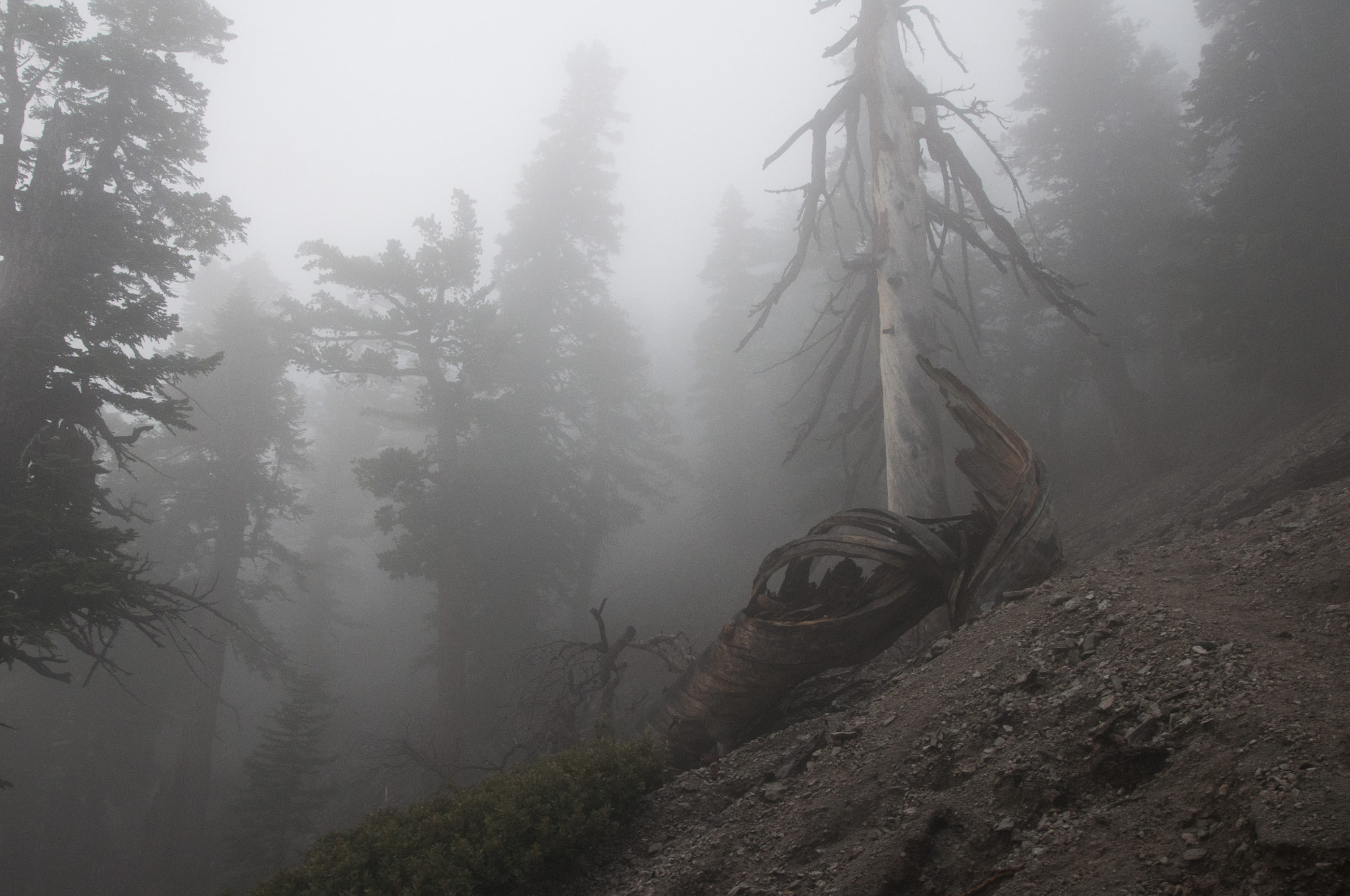Sigma 17-70mm F2.8-4 DC Macro OS HSM sample photo. Mt baldy - twisted tree marker photography