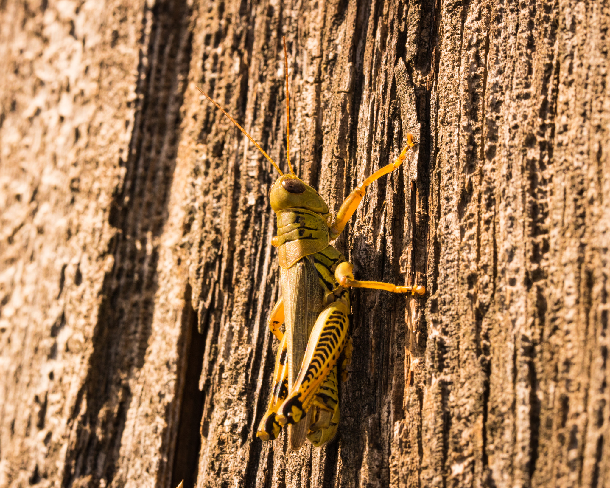 Canon EOS 760D (EOS Rebel T6s / EOS 8000D) + Canon EF 100mm F2.8L Macro IS USM sample photo. Grasshopper on old barn wall photography