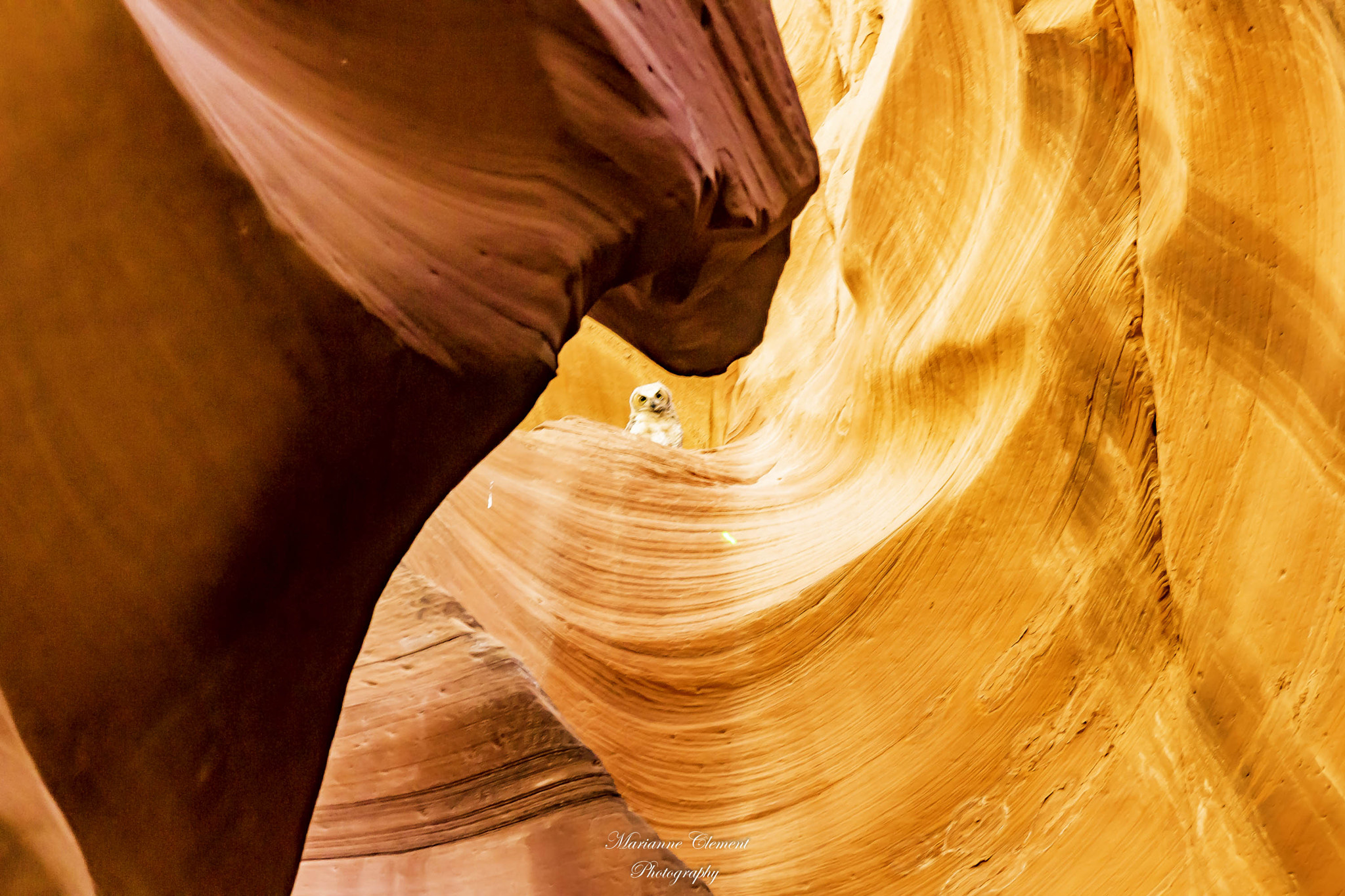 Canon EF-S 17-85mm F4-5.6 IS USM sample photo. Horned owl in upper antelope canyon photography