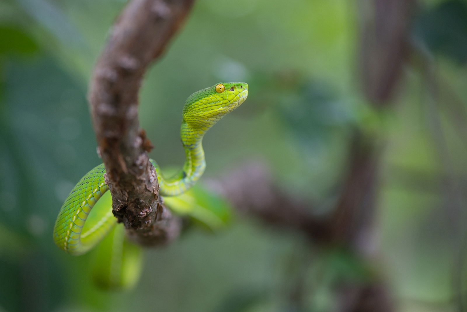 Nikon D5 sample photo. Trimeresurus albolabris photography