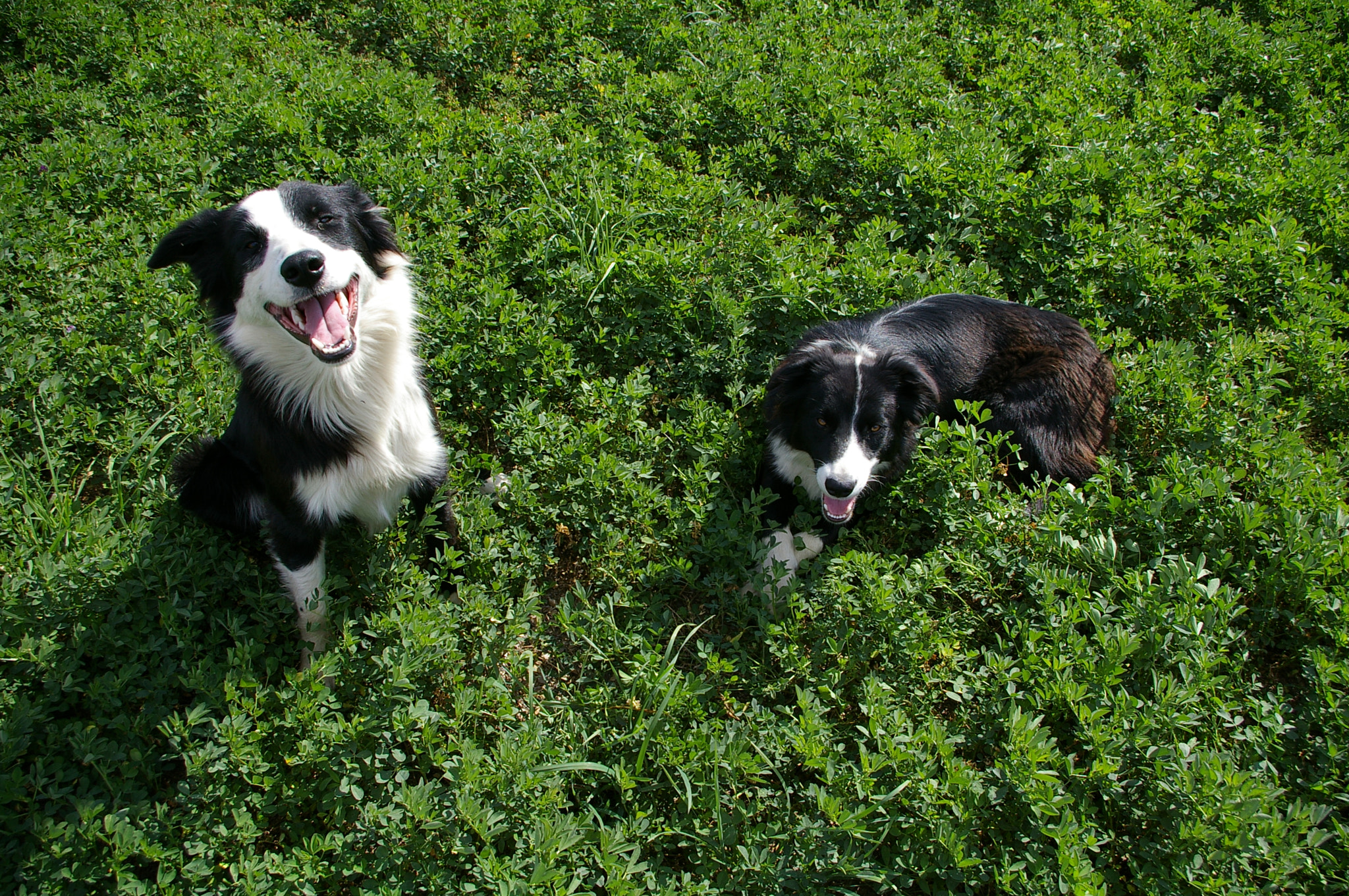 Pentax *ist DL sample photo. Border collies photography