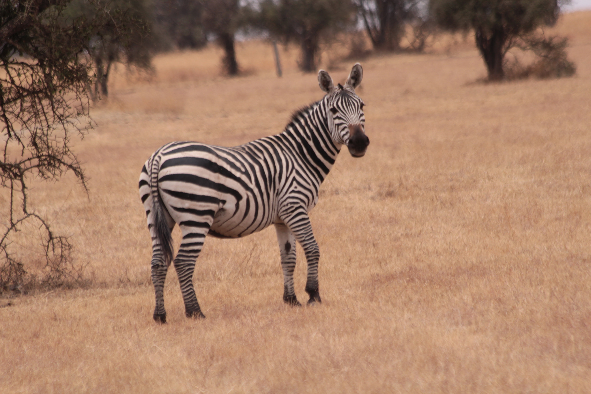 Canon EF 70-300mm F4-5.6 IS USM sample photo. Zebra photography