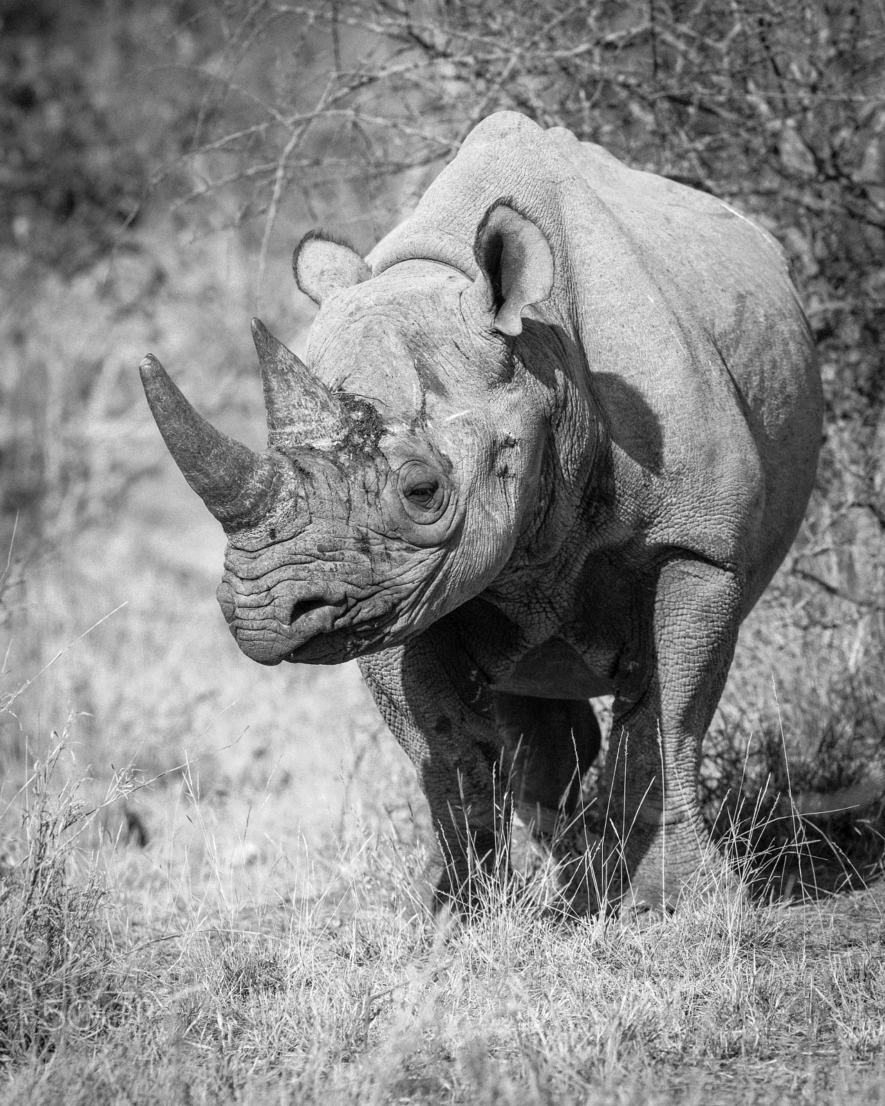 Nikon D810 + Nikon AF-S Nikkor 300mm F2.8G ED-IF VR sample photo. Black rhino in balule. photography