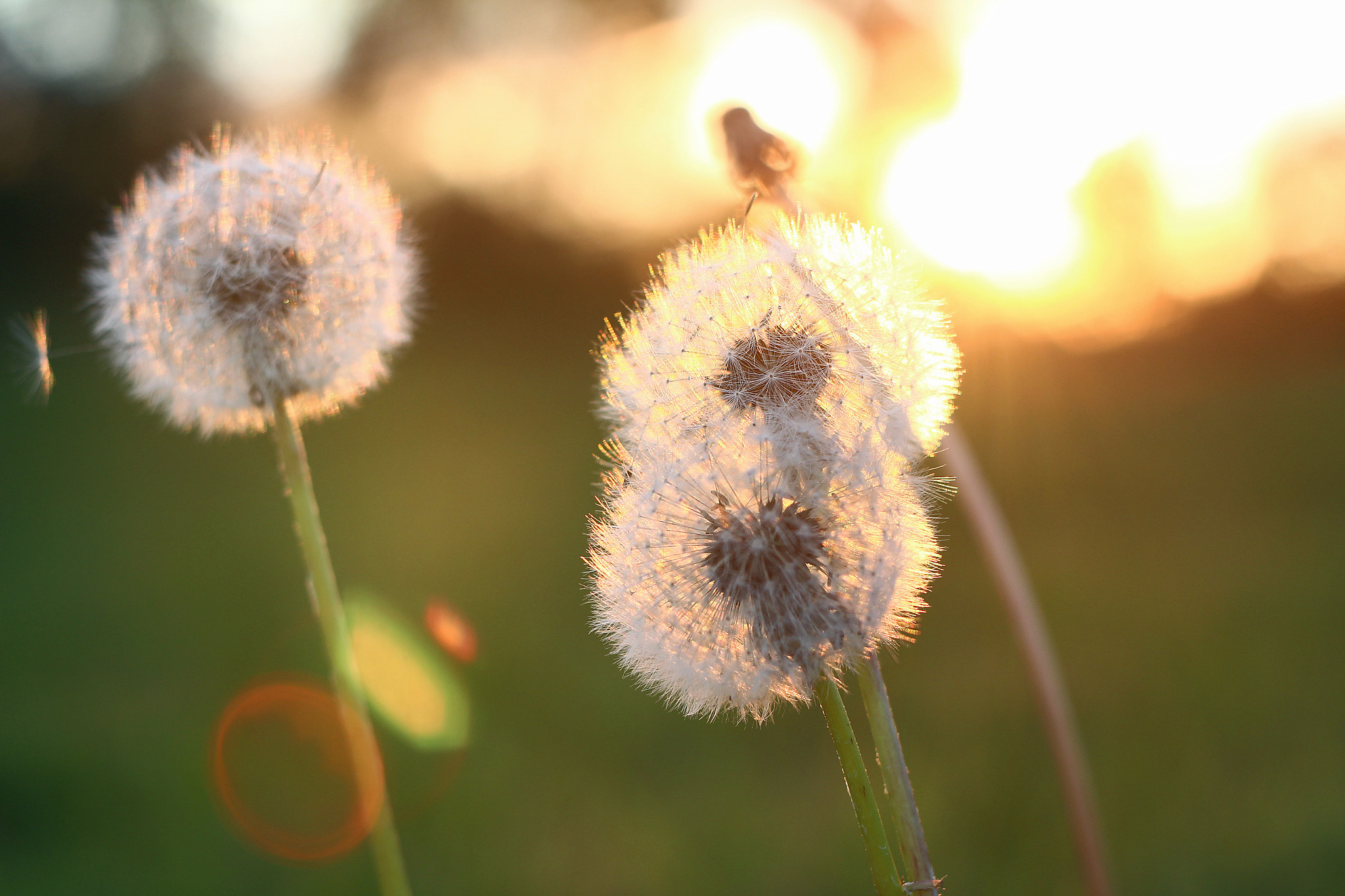 Canon EF 35-80mm f/4-5.6 sample photo. Last day of summer photography