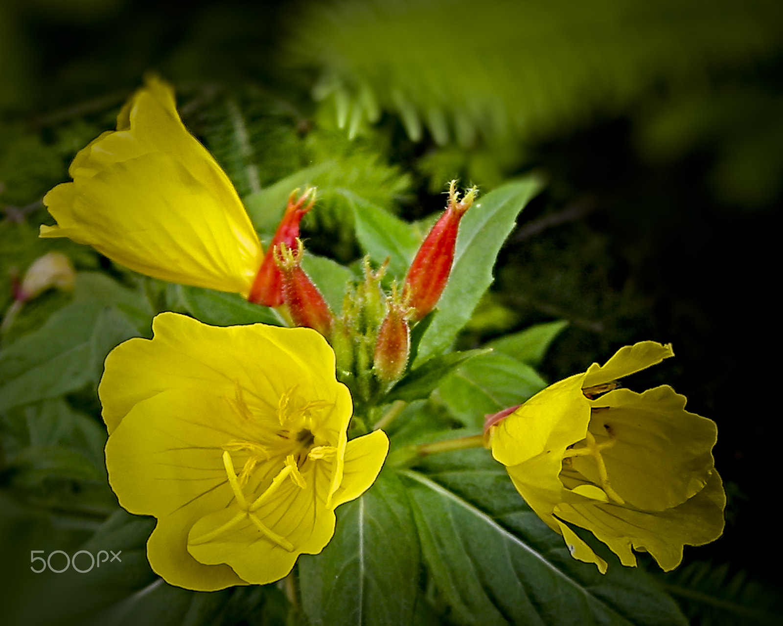 Canon POWERSHOT A40 sample photo. Evening primrose photography