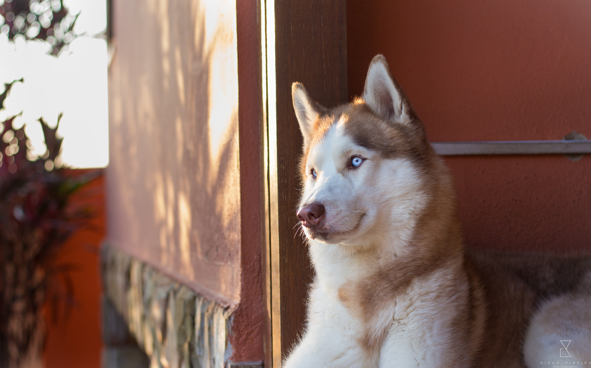 Canon EOS 650D (EOS Rebel T4i / EOS Kiss X6i) sample photo. Siberian husky photography