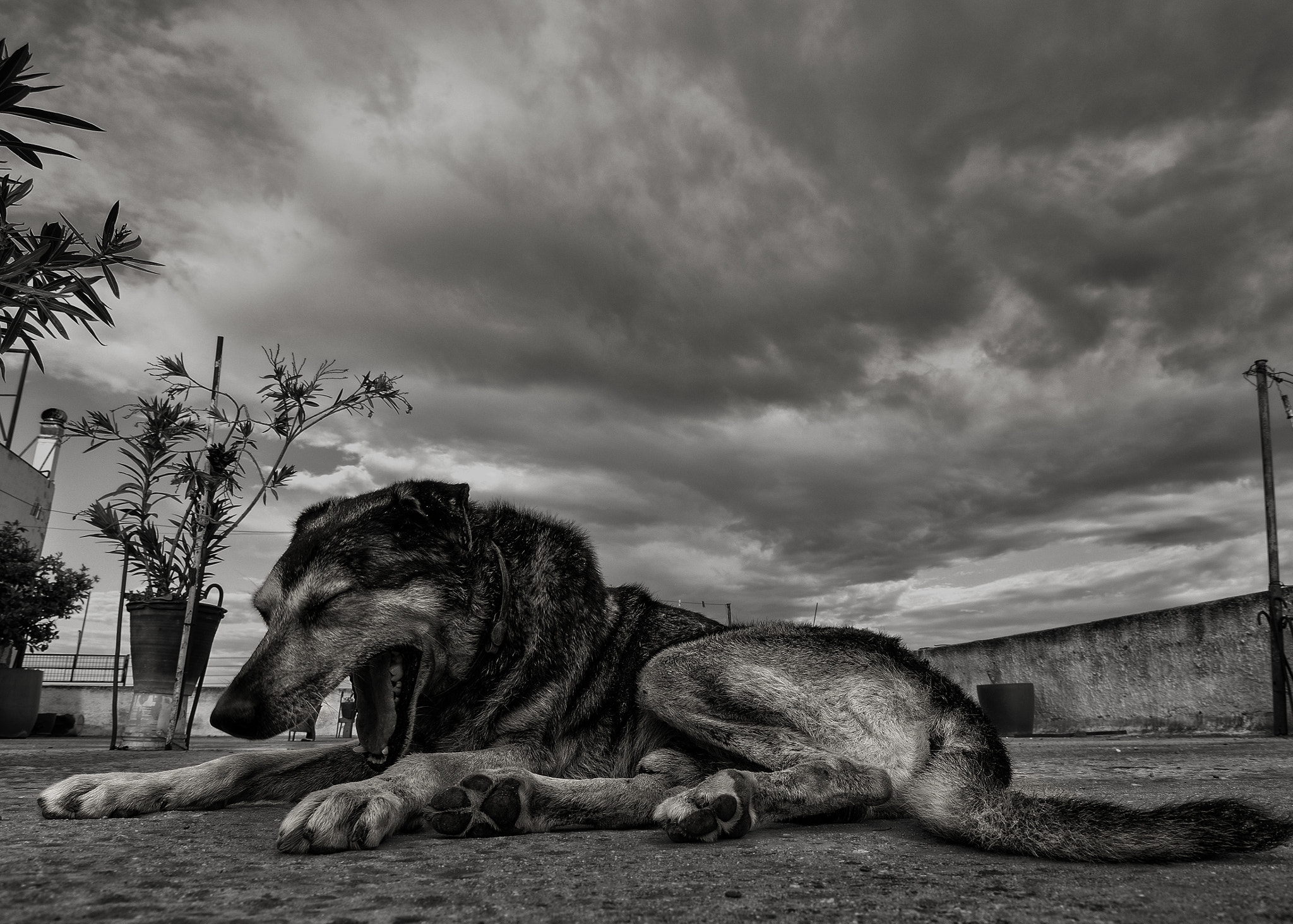 Olympus OM-D E-M1 + OLYMPUS 11-22mm Lens sample photo. Sleepy old dog photography