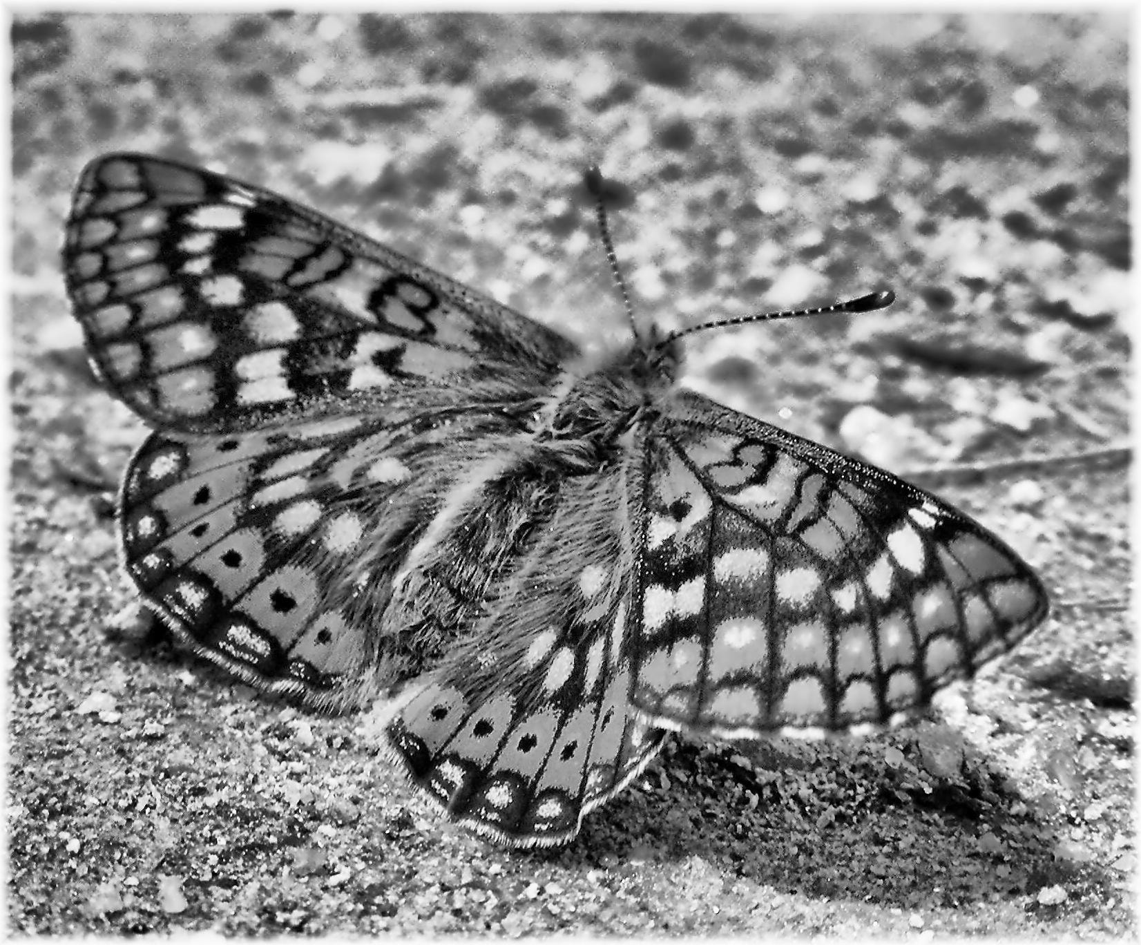 Nikon COOLPIX S4 sample photo. Euphydryas aurinia photography