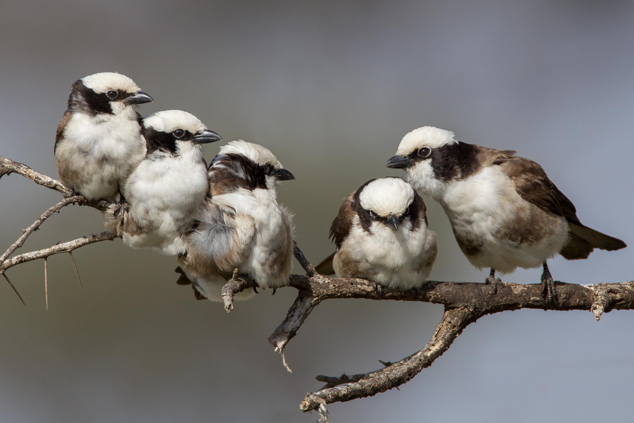 Canon EOS-1D Mark IV sample photo. White crowned shrike photography