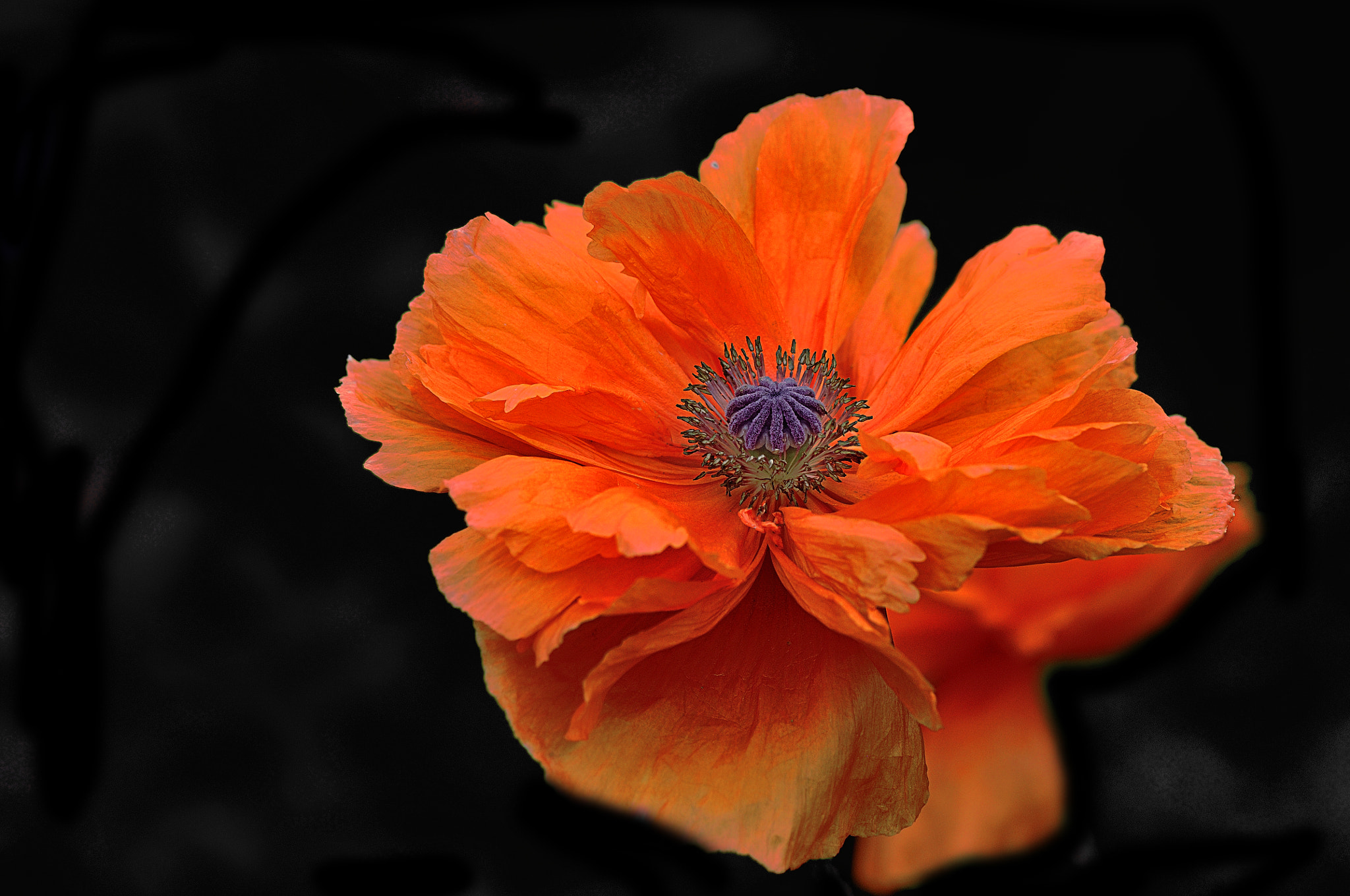 Nikon D300 + AF Micro-Nikkor 105mm f/2.8 sample photo. Красный мак photography