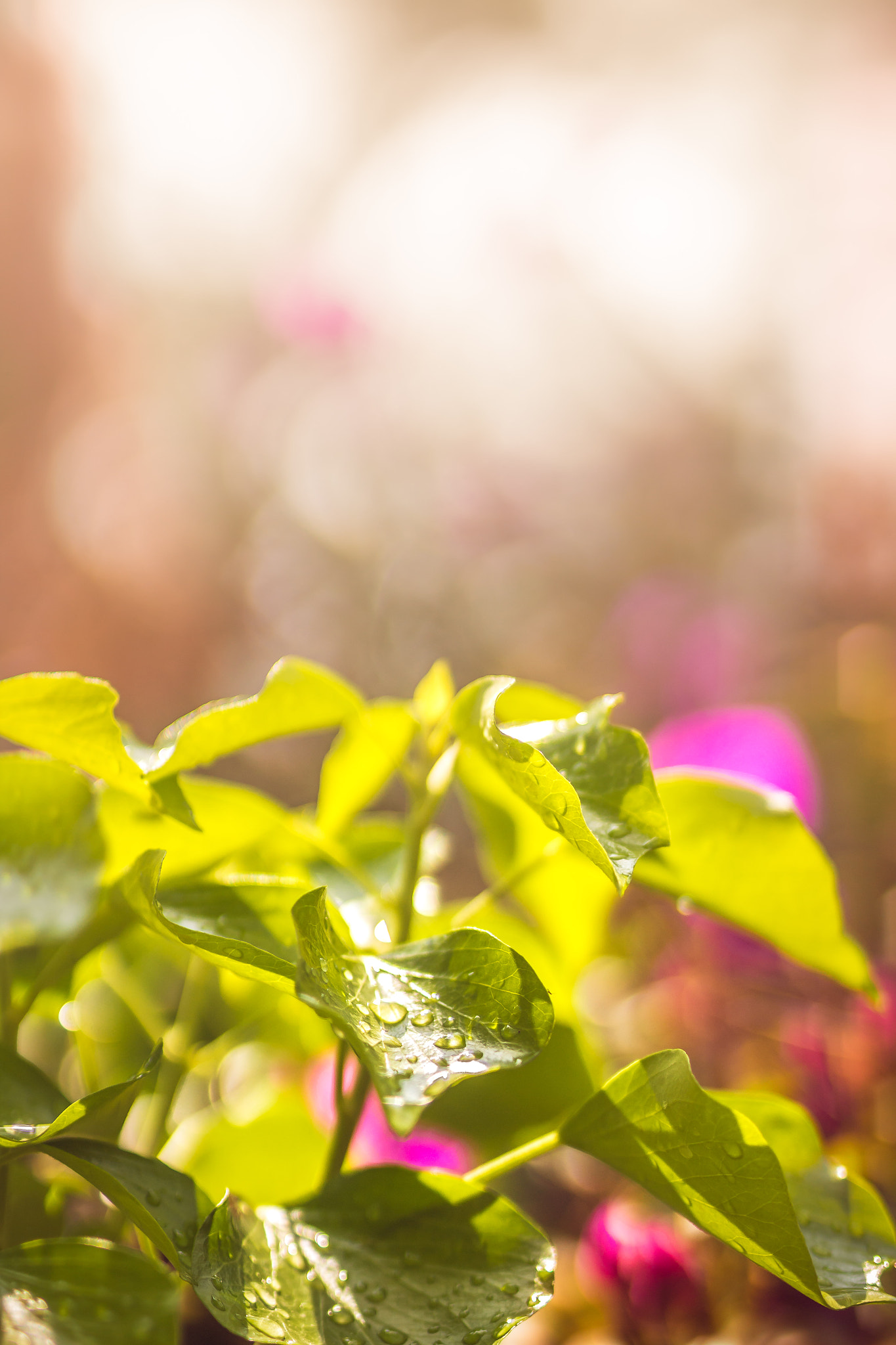 Sigma 50mm F1.4 EX DG HSM sample photo. Sunshine photography