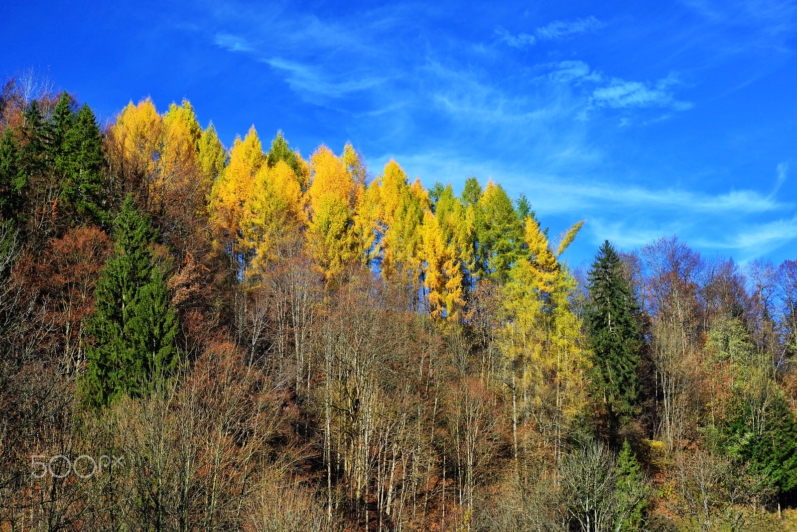 Nikon AF Nikkor 24-85mm F2.8-4D IF sample photo. Sonbahar renkleri (autumn colors) photography