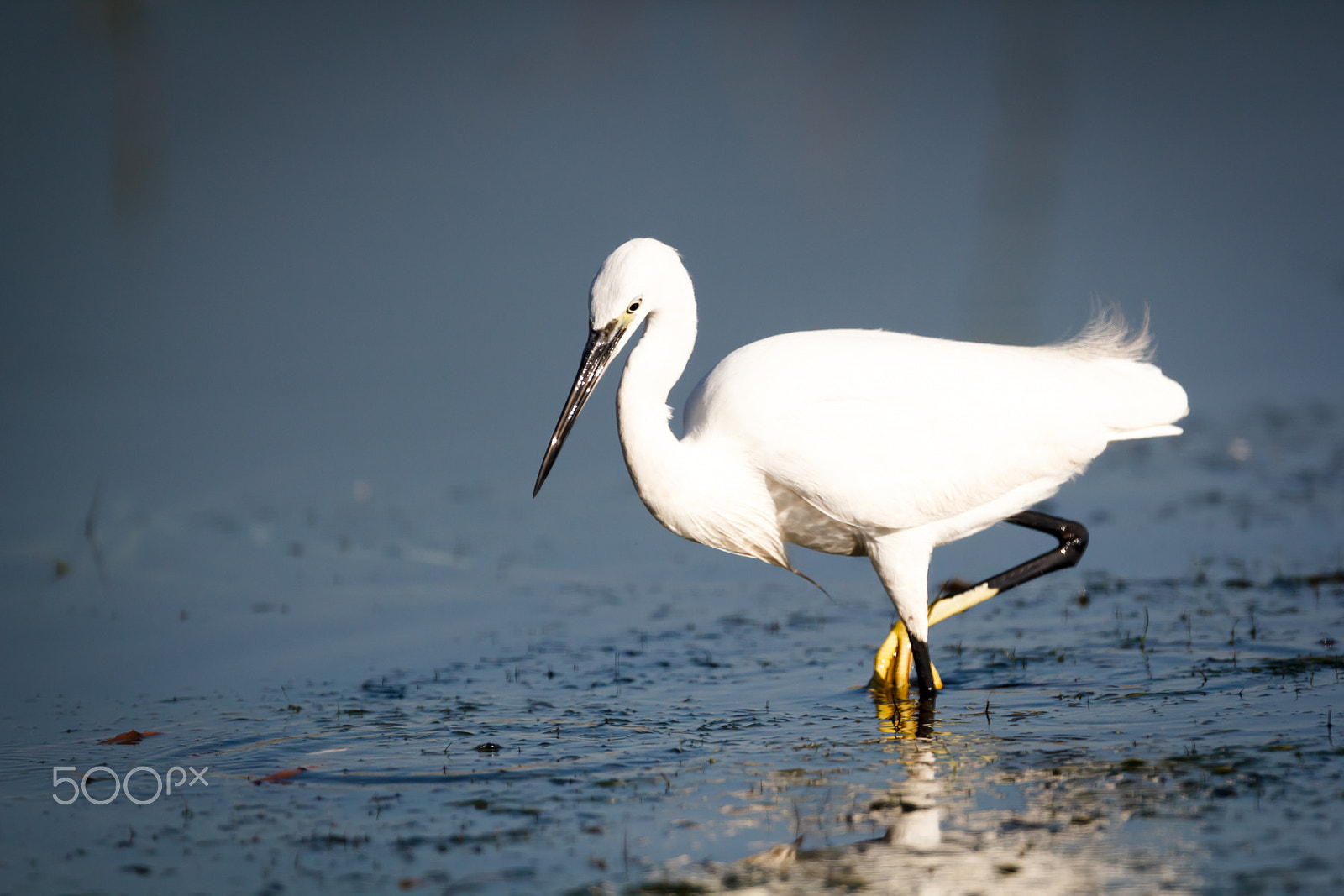 Canon EOS 550D (EOS Rebel T2i / EOS Kiss X4) + Canon EF 400mm F2.8L IS USM sample photo. The elegant little egret photography
