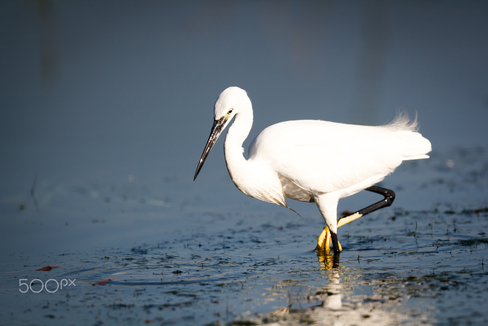 Canon EF 400mm F2.8L IS USM sample photo. The elegant little egret photography