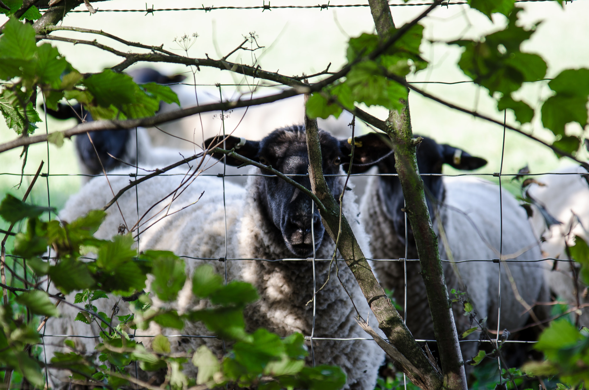 Nikon AF-S Nikkor 24-120mm F4G ED VR sample photo. Sheep photography