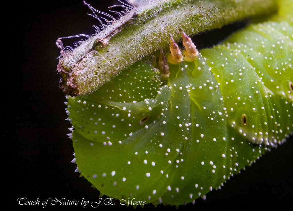 Canon EF 35-80mm f/4-5.6 sample photo. Mr. green photography