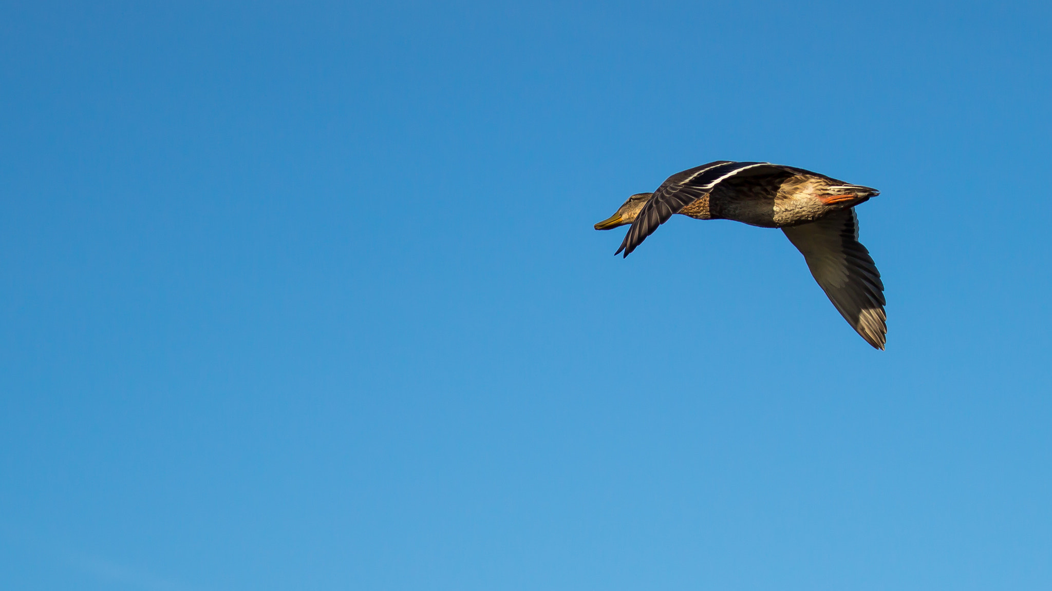 Canon EF 70-200mm F2.8L IS II USM sample photo. Duck flying by photography