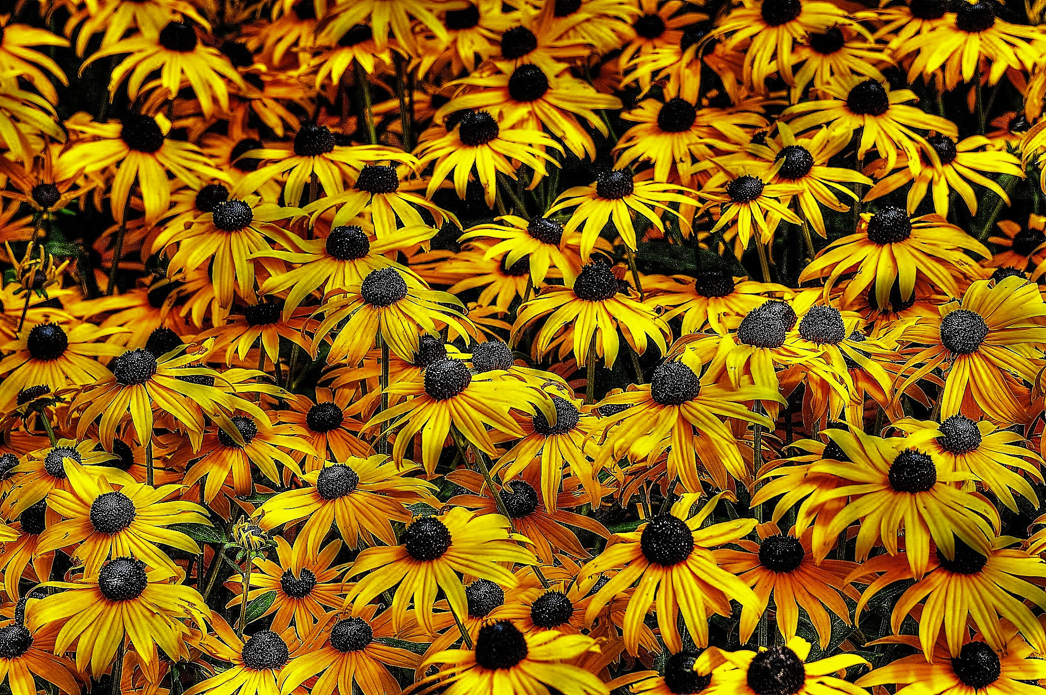 Nikon D5100 + Nikon AF-S Nikkor 28-300mm F3.5-5.6G ED VR sample photo. Fields of yellow beauty photography