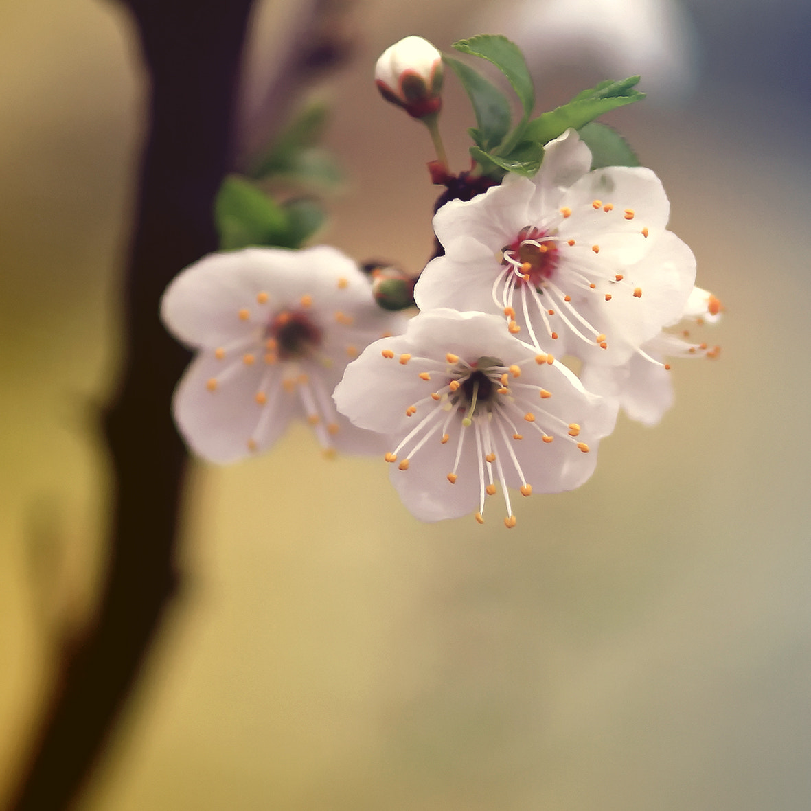 Canon EOS 40D sample photo. Plum blossom photography