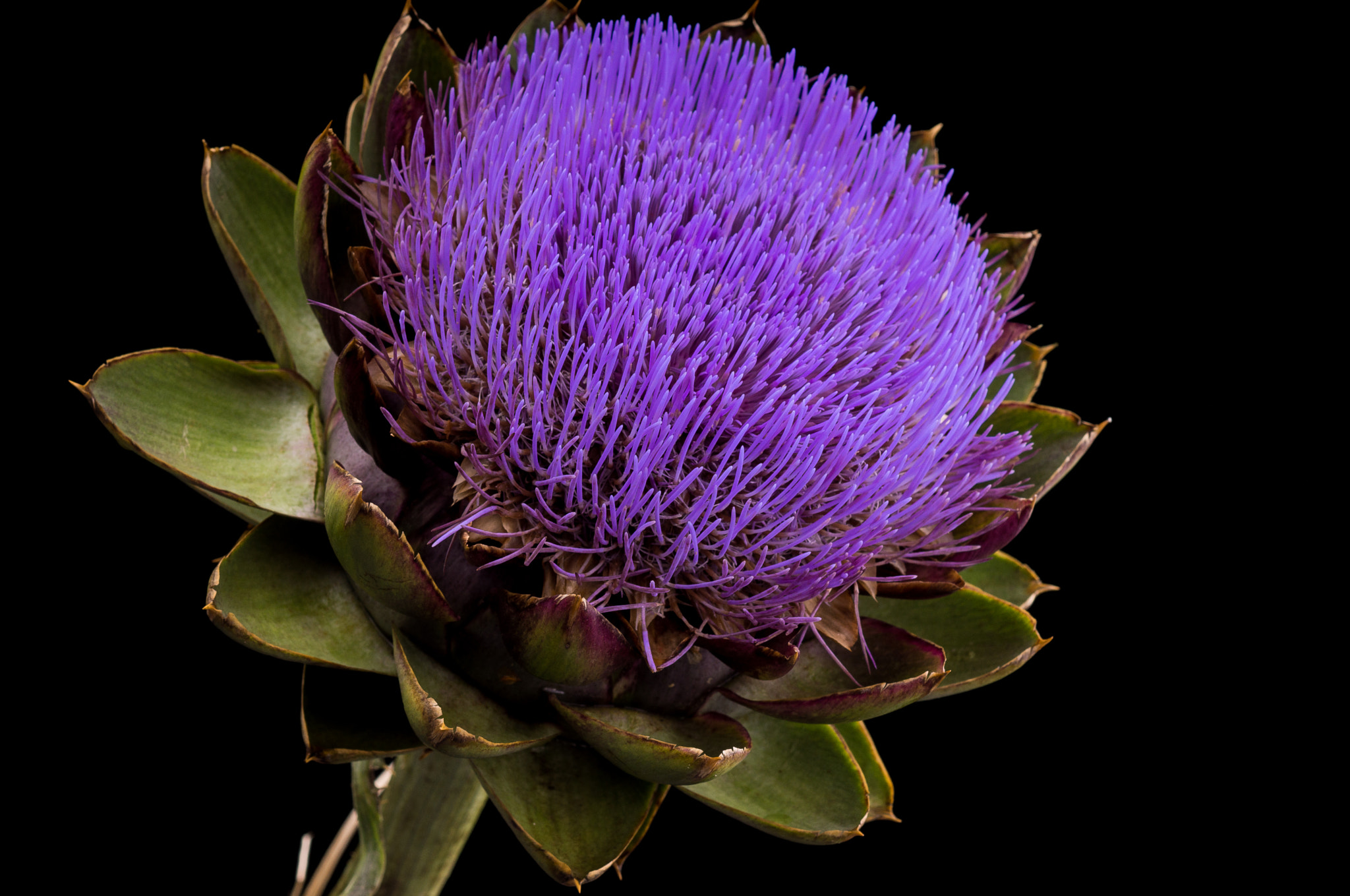 Sony SLT-A77 + Sony 100mm F2.8 Macro sample photo. Artichoke. photography