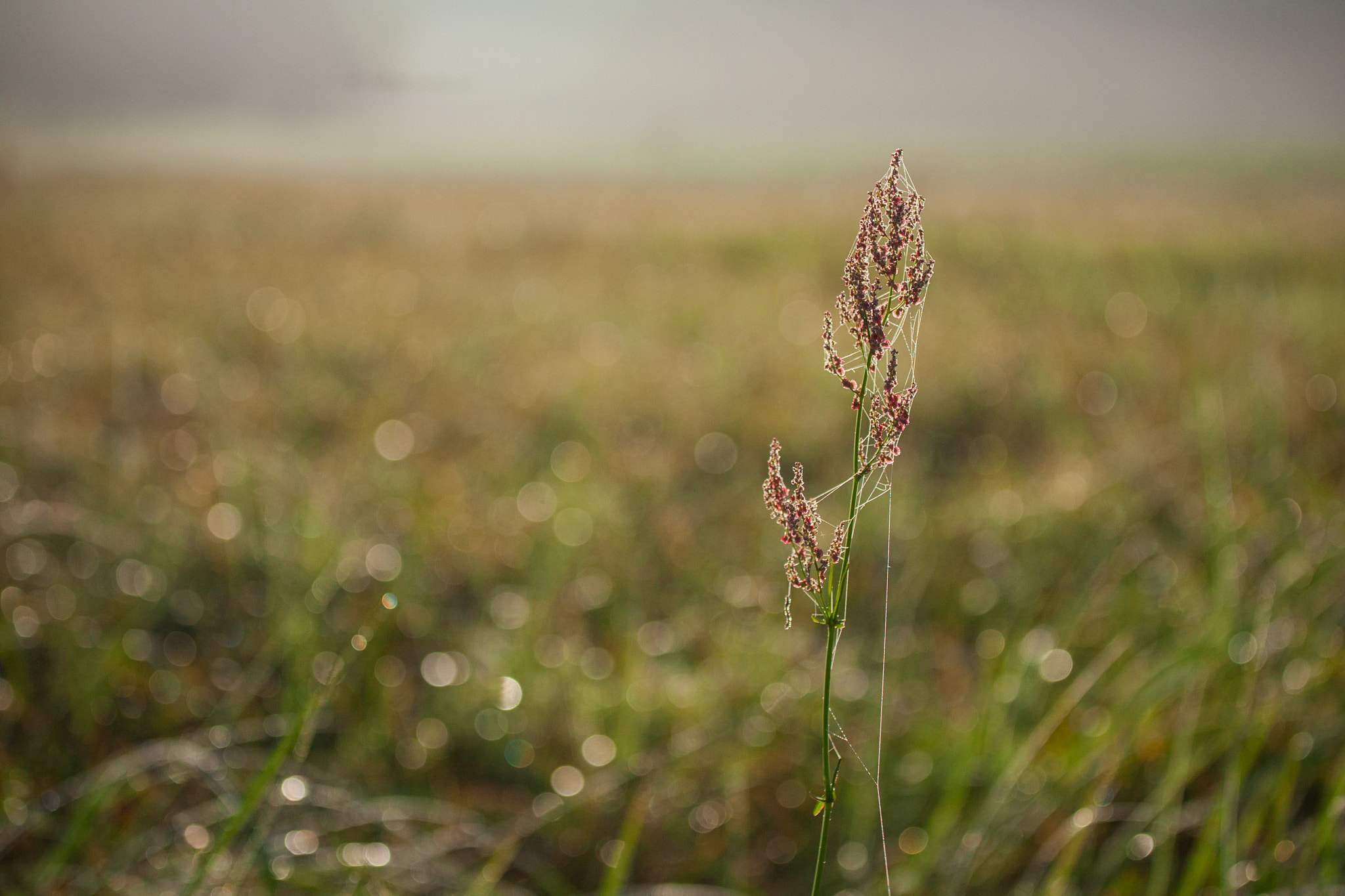 Canon EOS 5D + Canon EF 70-200mm F4L IS USM sample photo. Dew photography