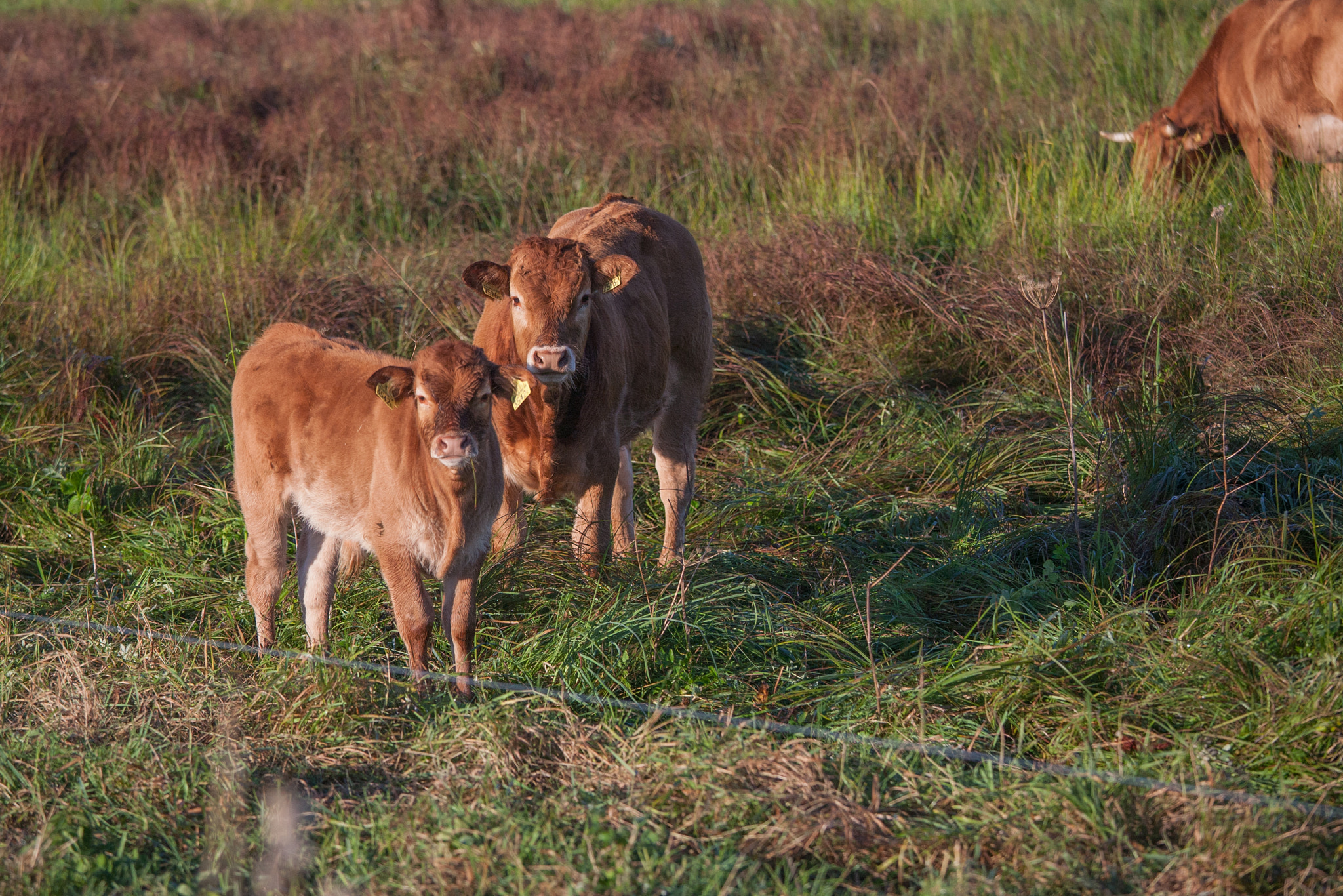 Canon EOS 5D + Canon EF 70-200mm F4L IS USM sample photo. Calfs photography