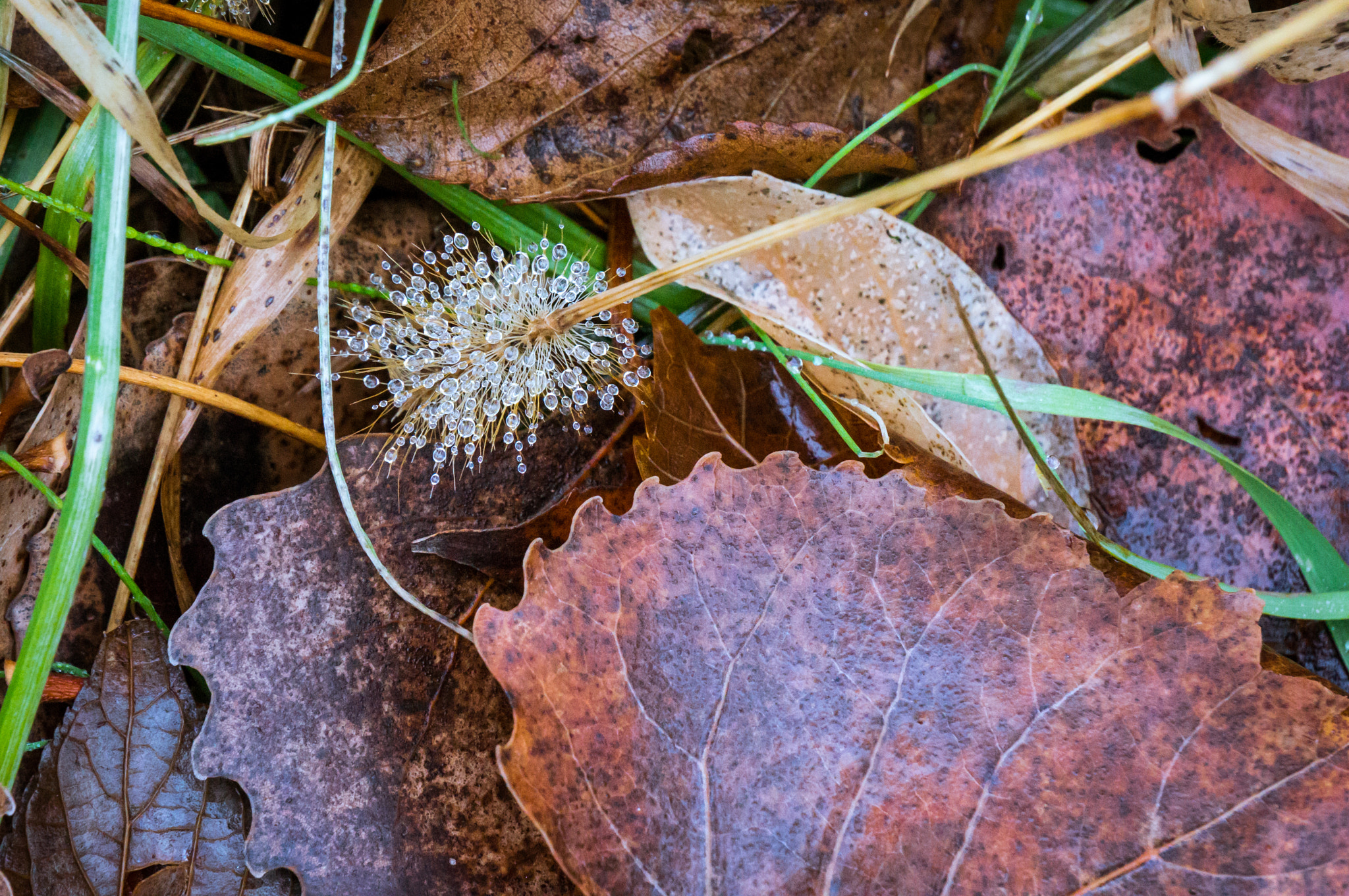 Sony Alpha NEX-5R + Sony E 55-210mm F4.5-6.3 OSS sample photo. Droplets photography