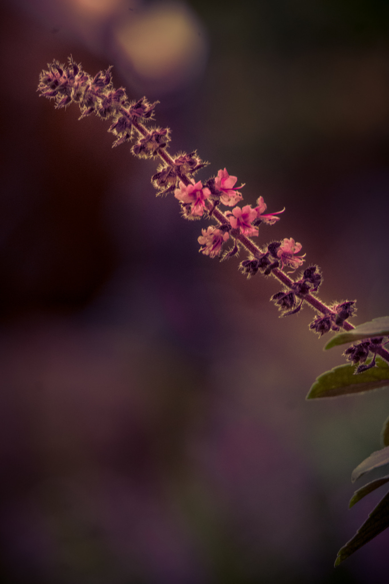 Sony a5100 sample photo