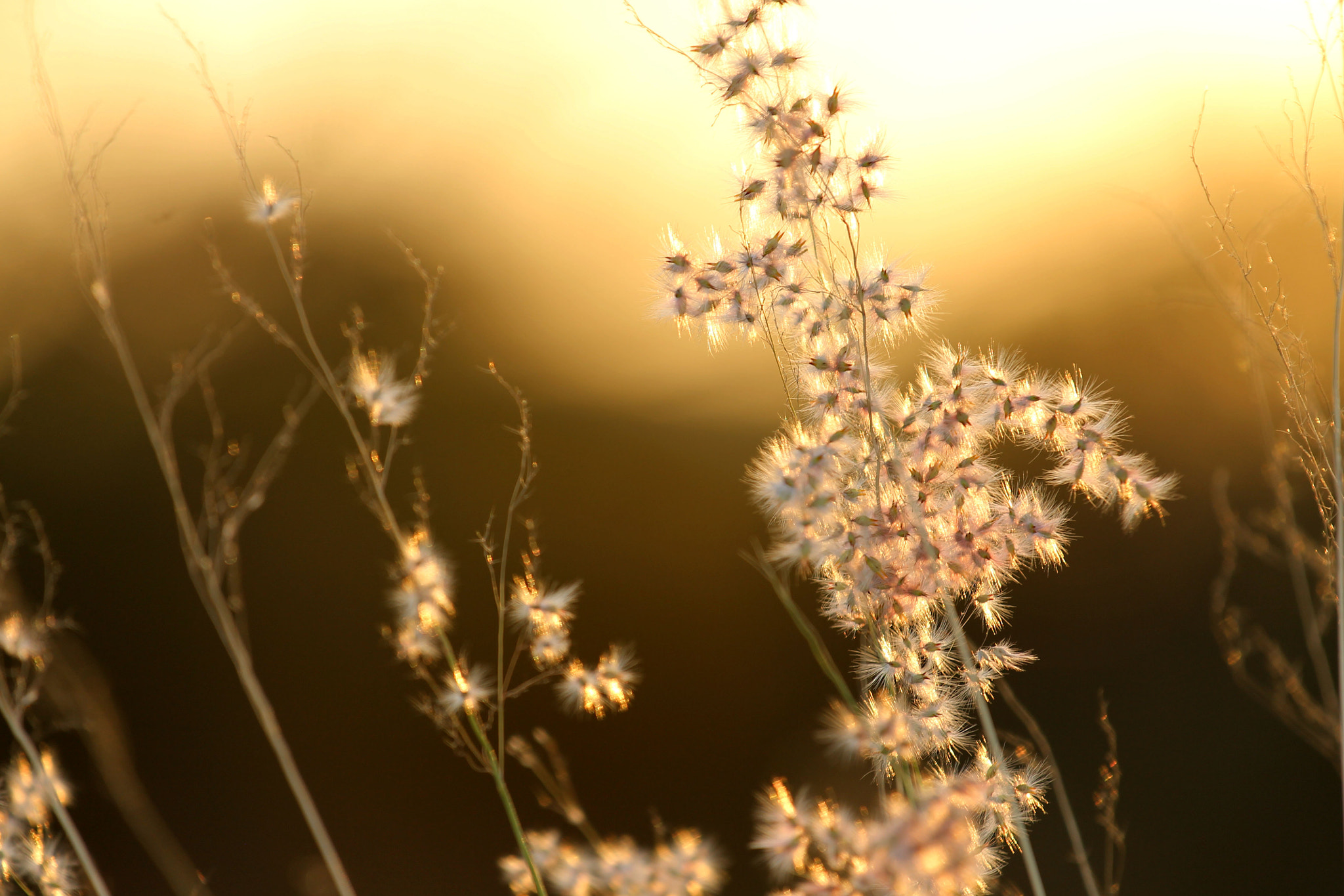 Canon EF 70-200mm F4L IS USM sample photo. Espiga photography