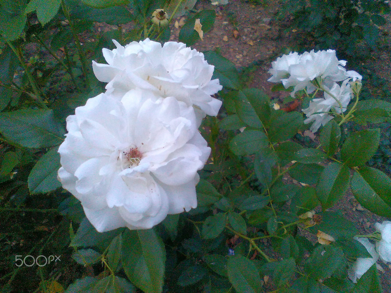 HUAWEI Y550-L01 sample photo. Roses in a garden photography