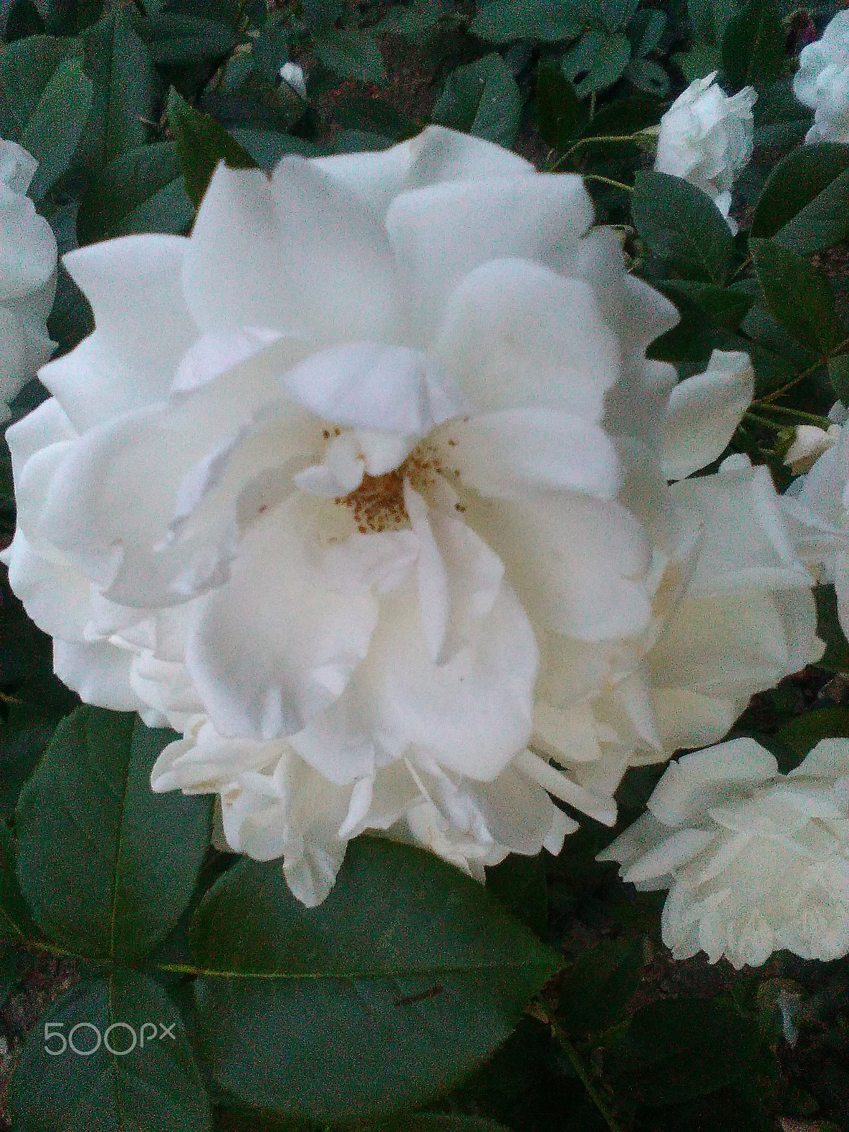 HUAWEI Y550-L01 sample photo. Roses in a garden photography