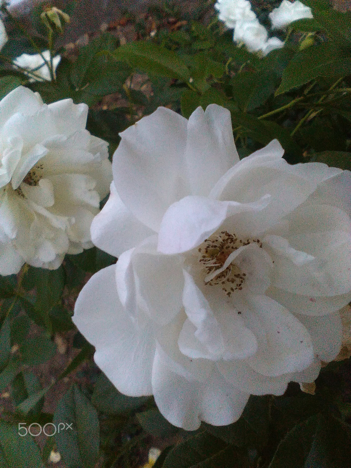 HUAWEI Y550-L01 sample photo. White roses in a garden photography