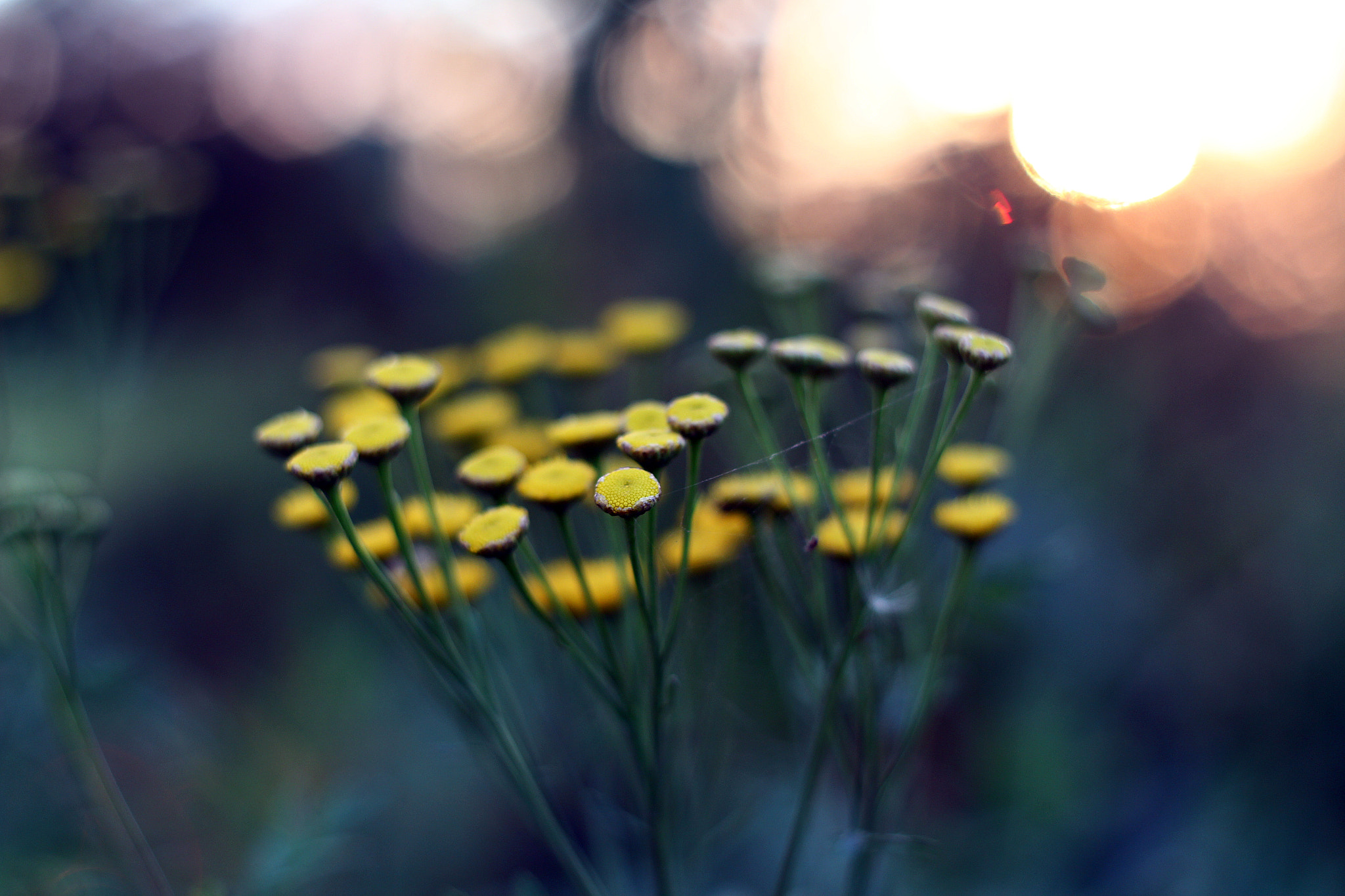 Canon EF 35-80mm f/4-5.6 sample photo. Last day of summer photography