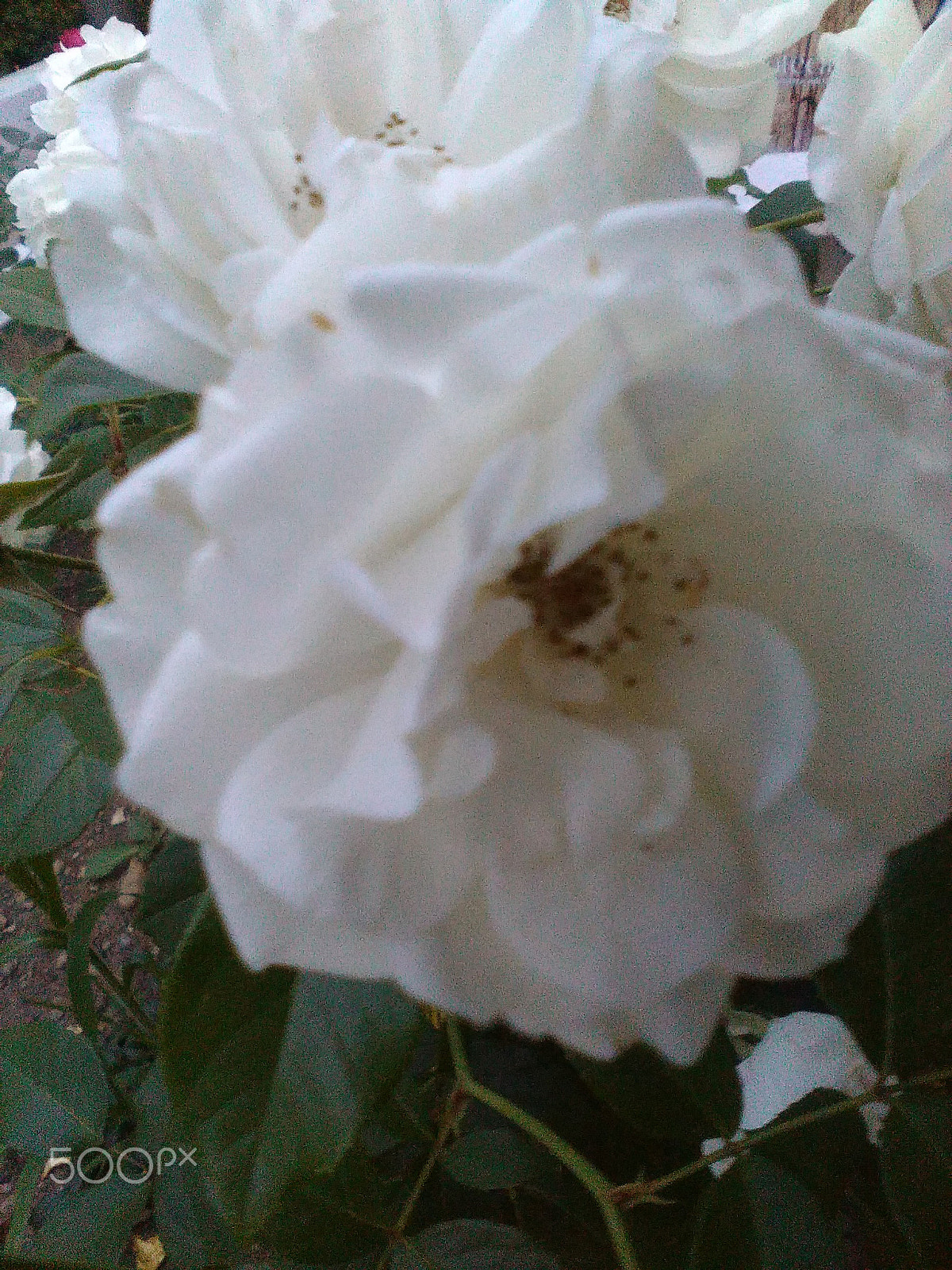 HUAWEI Y550-L01 sample photo. White roses in a garden photography