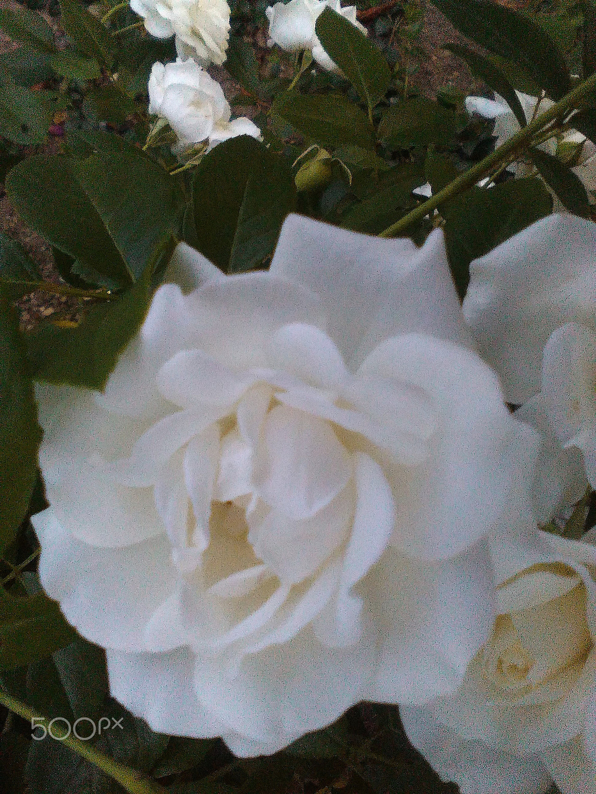 HUAWEI Y550-L01 sample photo. Roses - rosen - rozsak photography