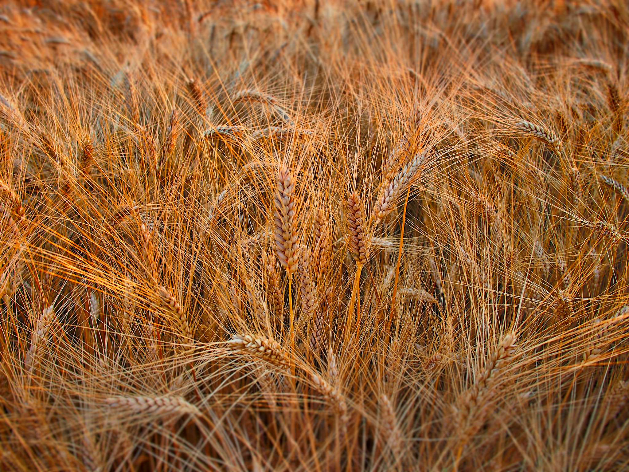 Olympus PEN E-PL3 sample photo. Wheat photography