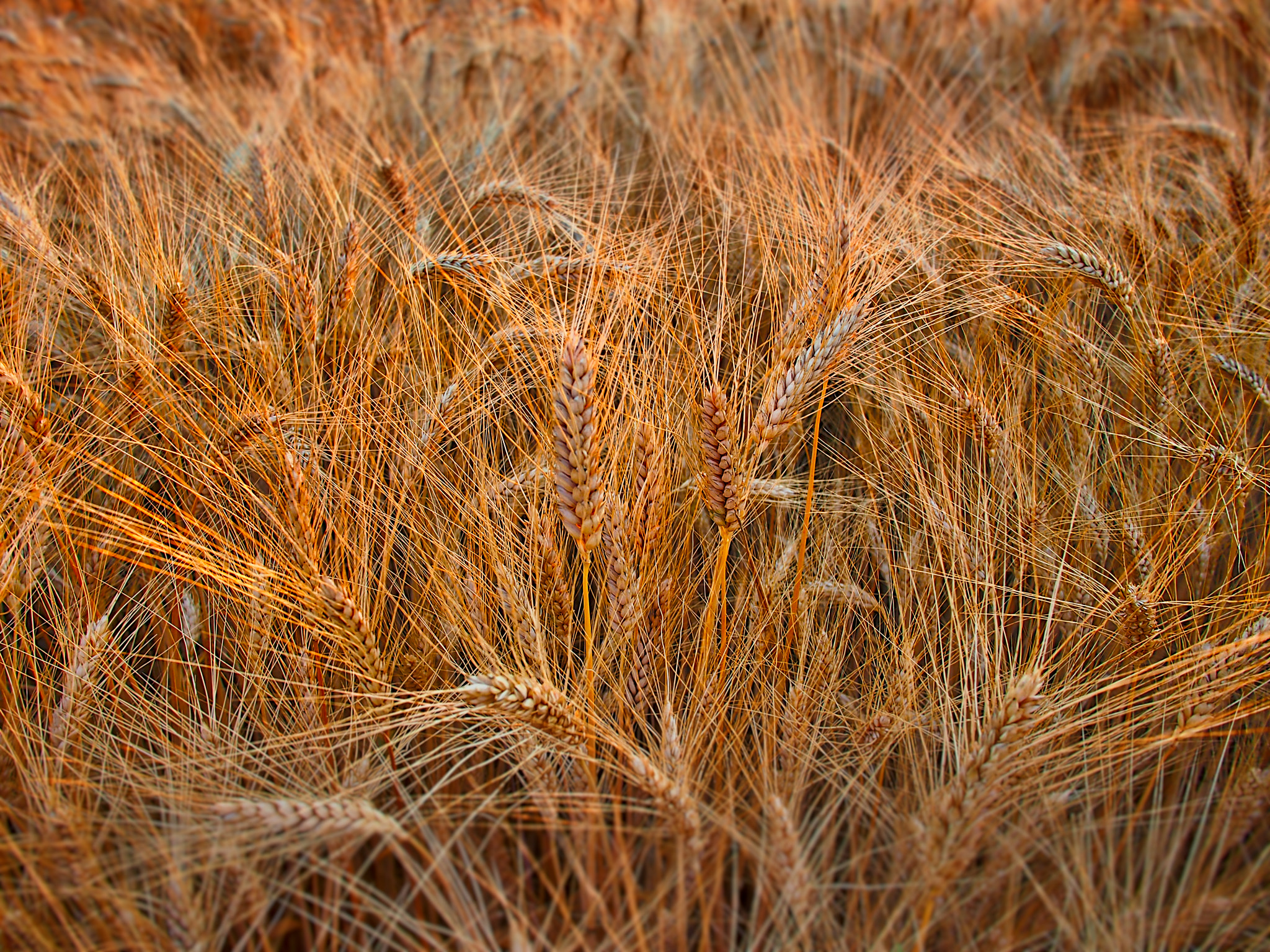 Olympus PEN E-PL3 + Panasonic Lumix G 14mm F2.5 ASPH sample photo. Wheat photography