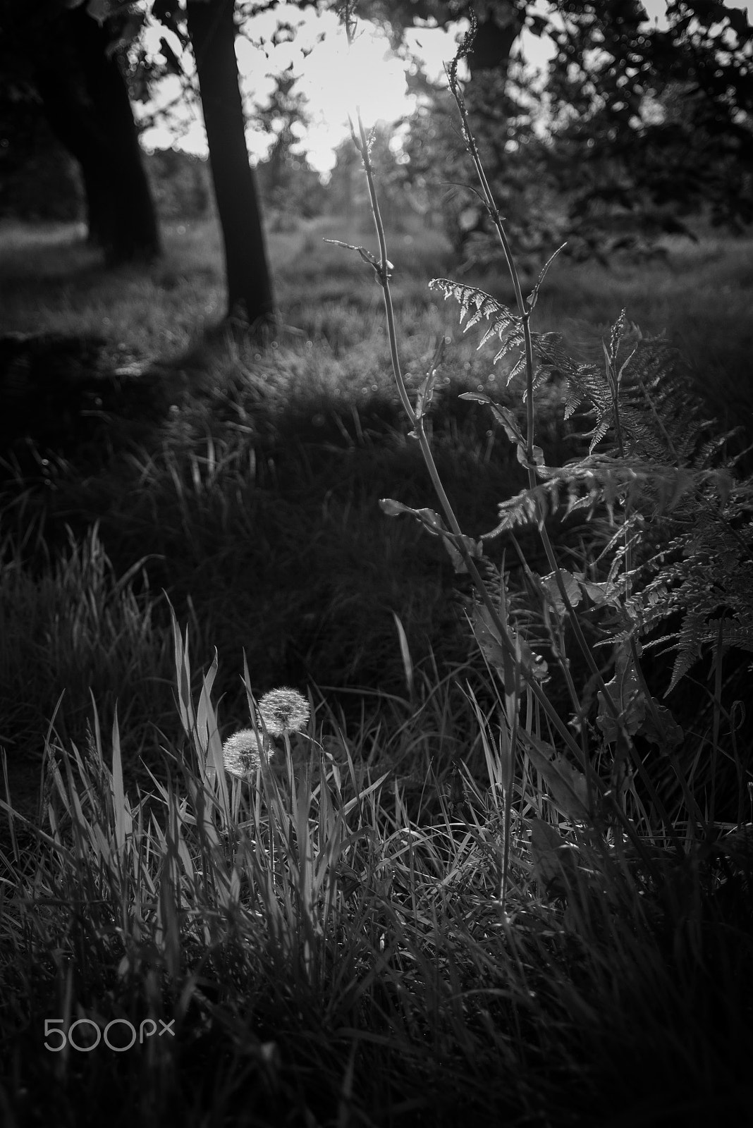 Nikon D600 sample photo. Sunlit dandelion seeds and ferns in woodland photography