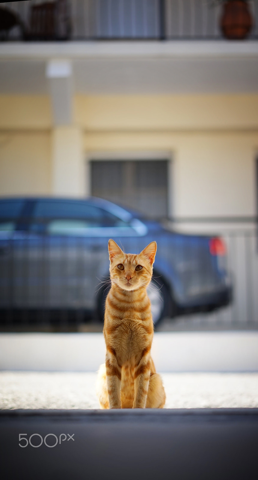 Sony a7R + Sony Sonnar T* FE 55mm F1.8 ZA sample photo. Le tigre photography