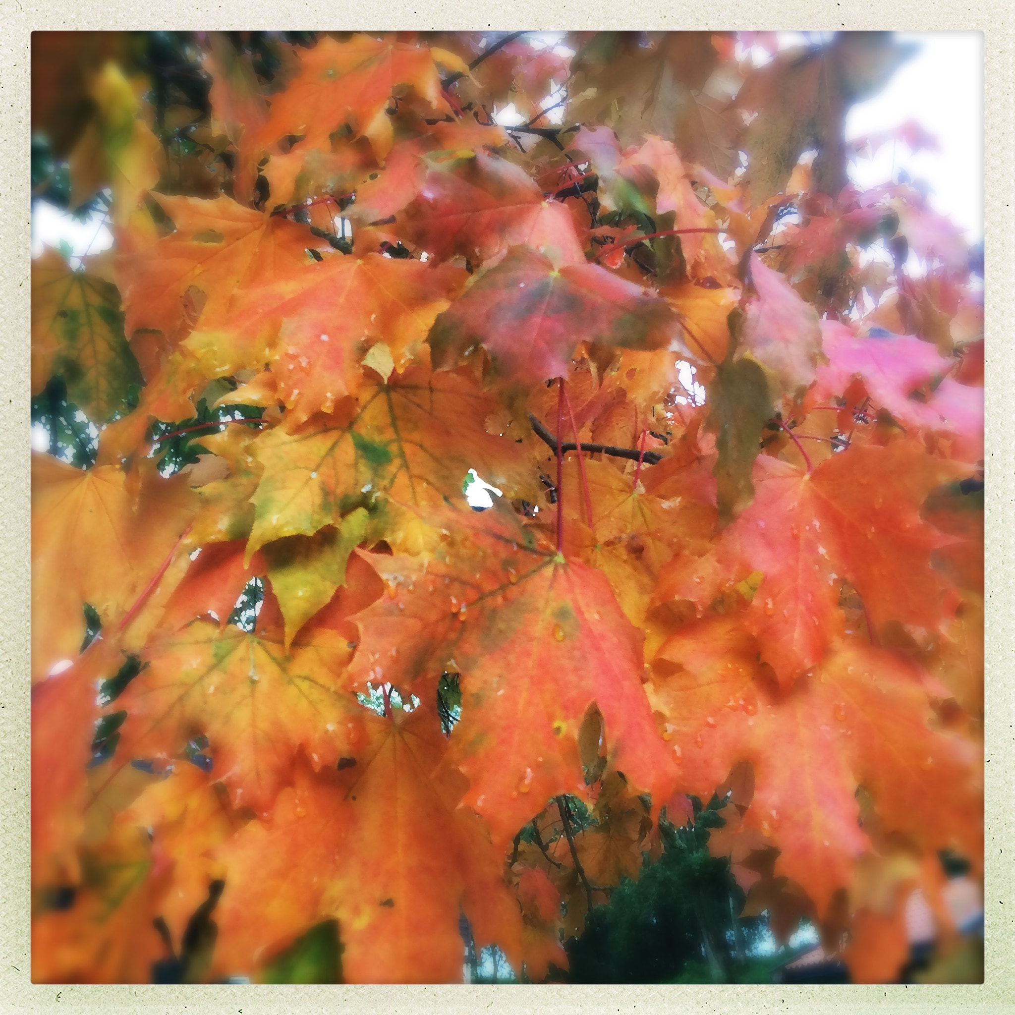 Hipstamatic 320 sample photo. Autum photography