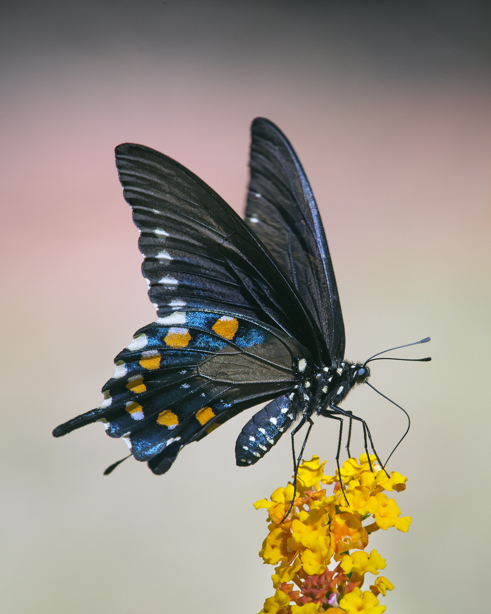 Nikon Nikkor AF-S 300mm F4E PF ED VR sample photo. Pipevine swallowtail photography