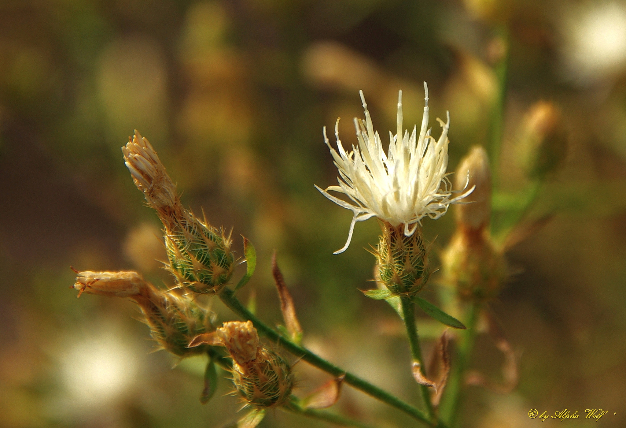 Pentax K10D sample photo. Bokeh photography