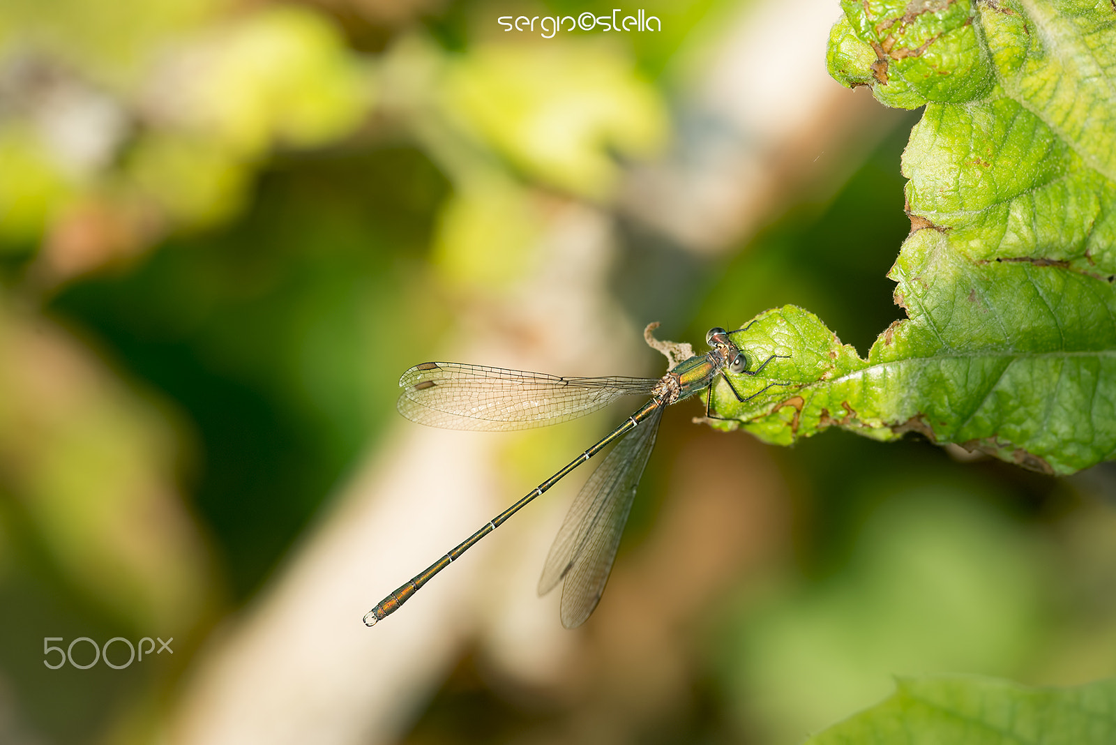 Sigma 150mm F2.8 EX DG Macro HSM sample photo. Chalcolestes viridis_____ photography